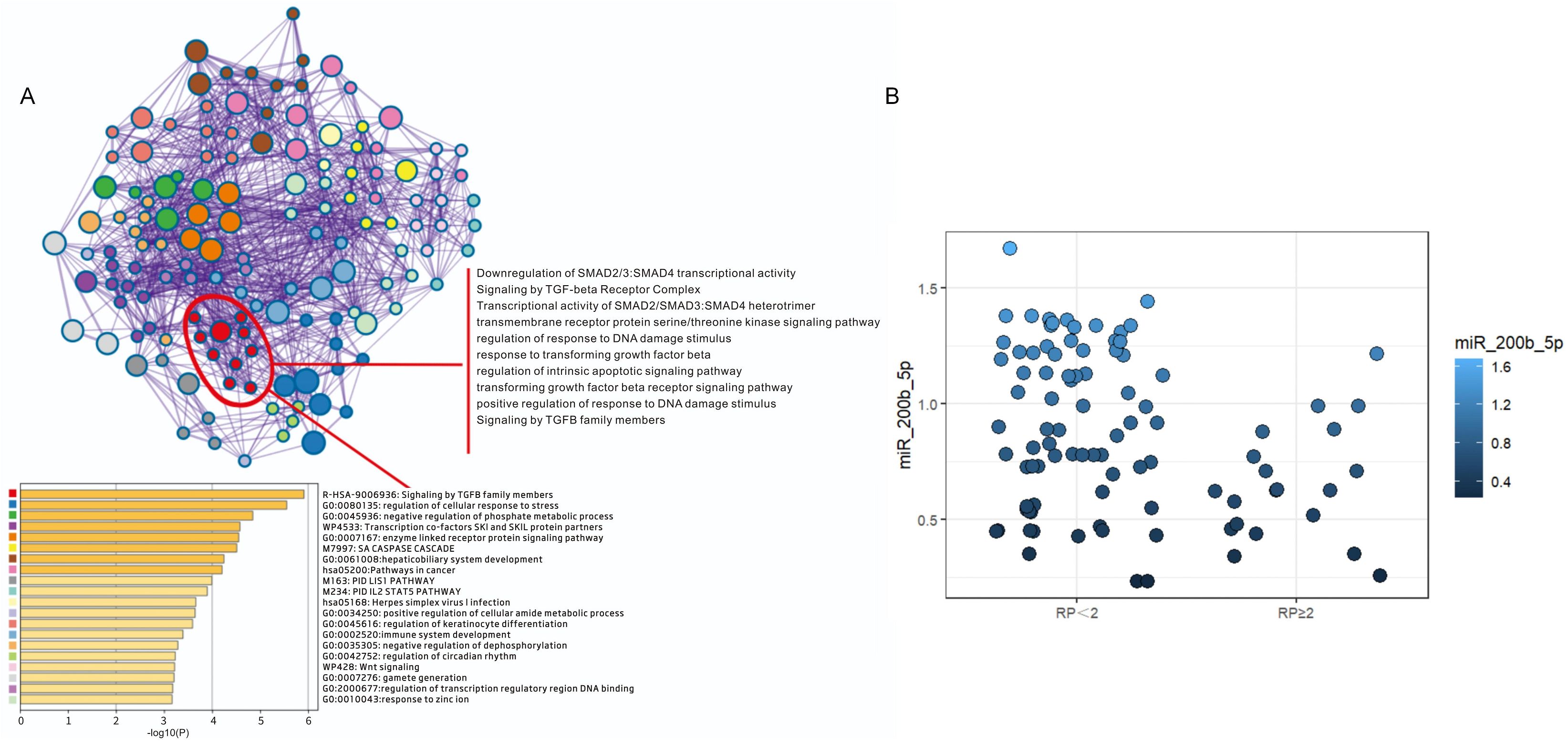 A collage with two panels: Panel A features a complex network diagram of variously colored nodes interconnected with purple lines, highlighting processes such as downregulation of SMAD2/3 transcriptional activity and signaling pathways. A bar chart below ranks pathways by significance. Panel B displays a scatter plot depicting miR_200b_5p expression levels on a logarithmic scale with RP values, using a gradient color scheme.