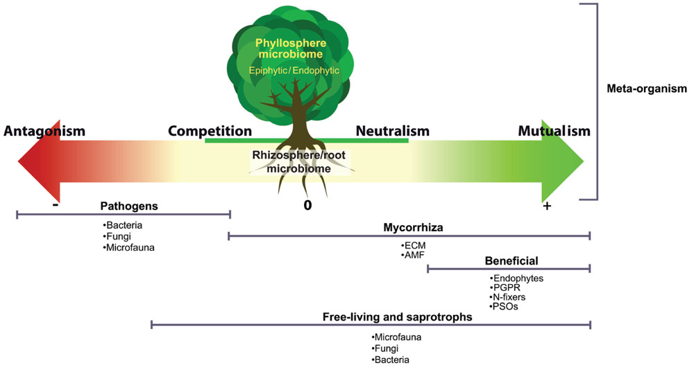 Frontiers  The root signals in rhizospheric inter-organismal