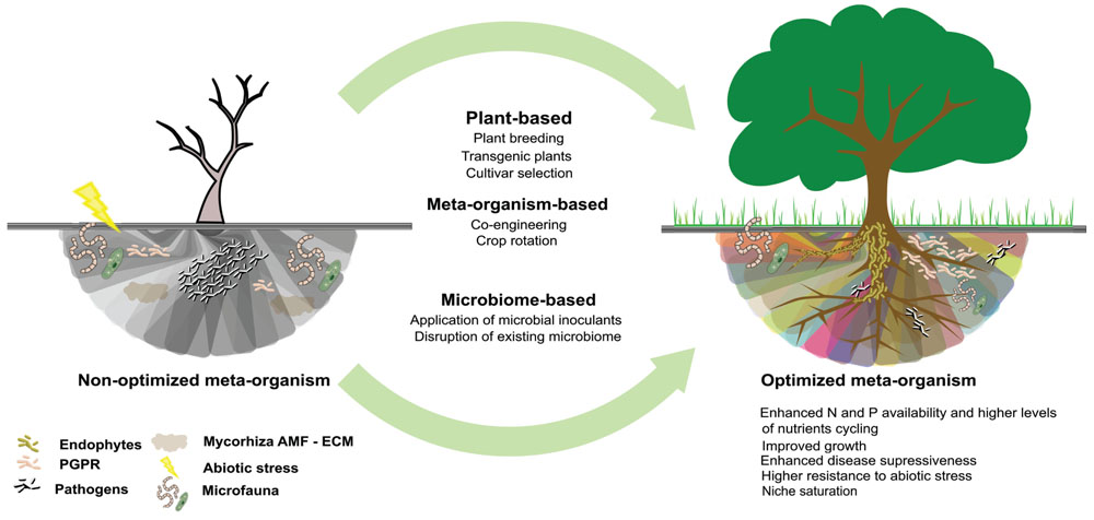 Frontiers  The root signals in rhizospheric inter-organismal