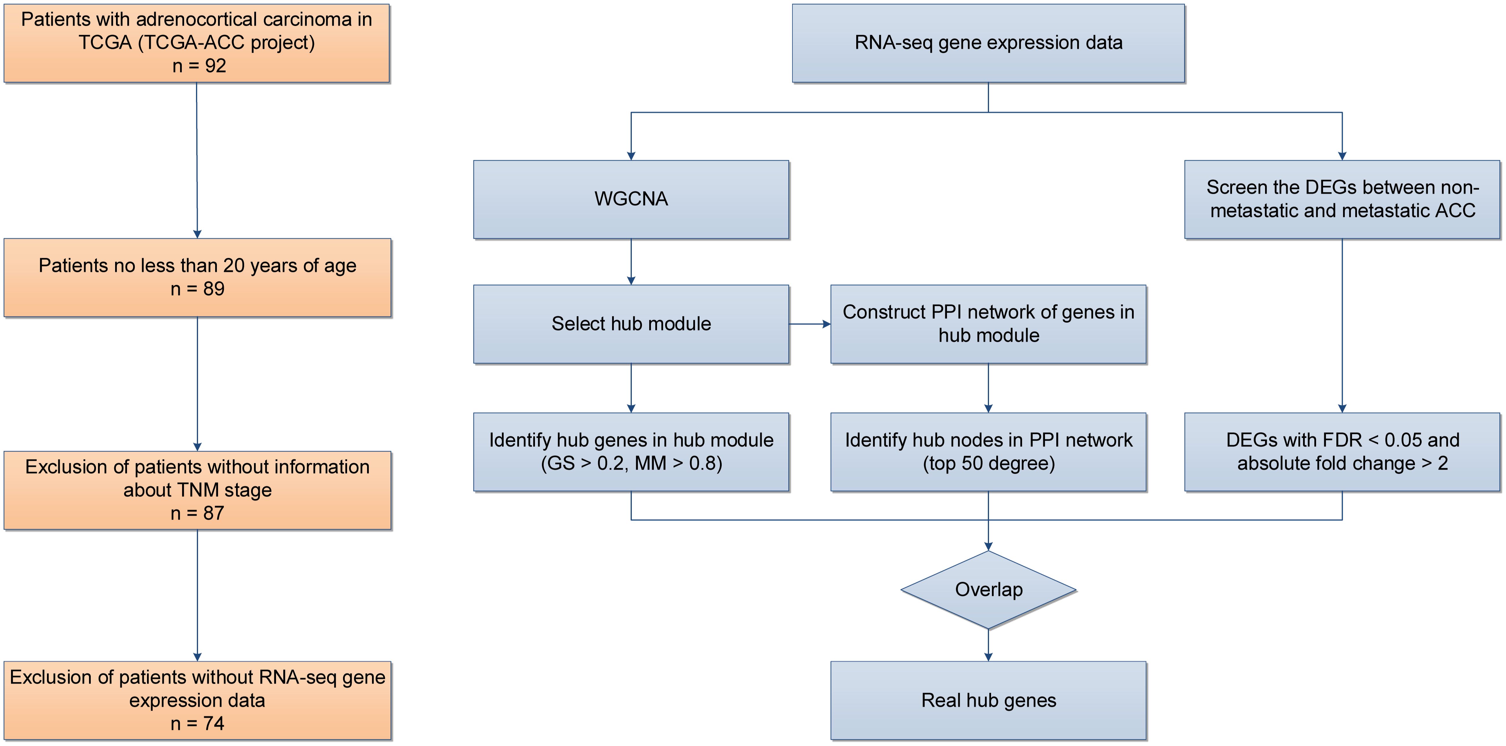 Flowchart illustrating the selection and analysis of adrenocortical carcinoma patients in a TCGA project. It starts with 92 patients, narrowing to 74 using criteria like age and RNA-seq data availability. RNA-seq gene expression data is analyzed in parallel using WGCNA to select hub modules and identify hub genes. A PPI network is constructed, identifying top nodes. Differentially expressed genes are screened between non-metastatic and metastatic states using FDR and fold change criteria. Overlapping results determine real hub genes.