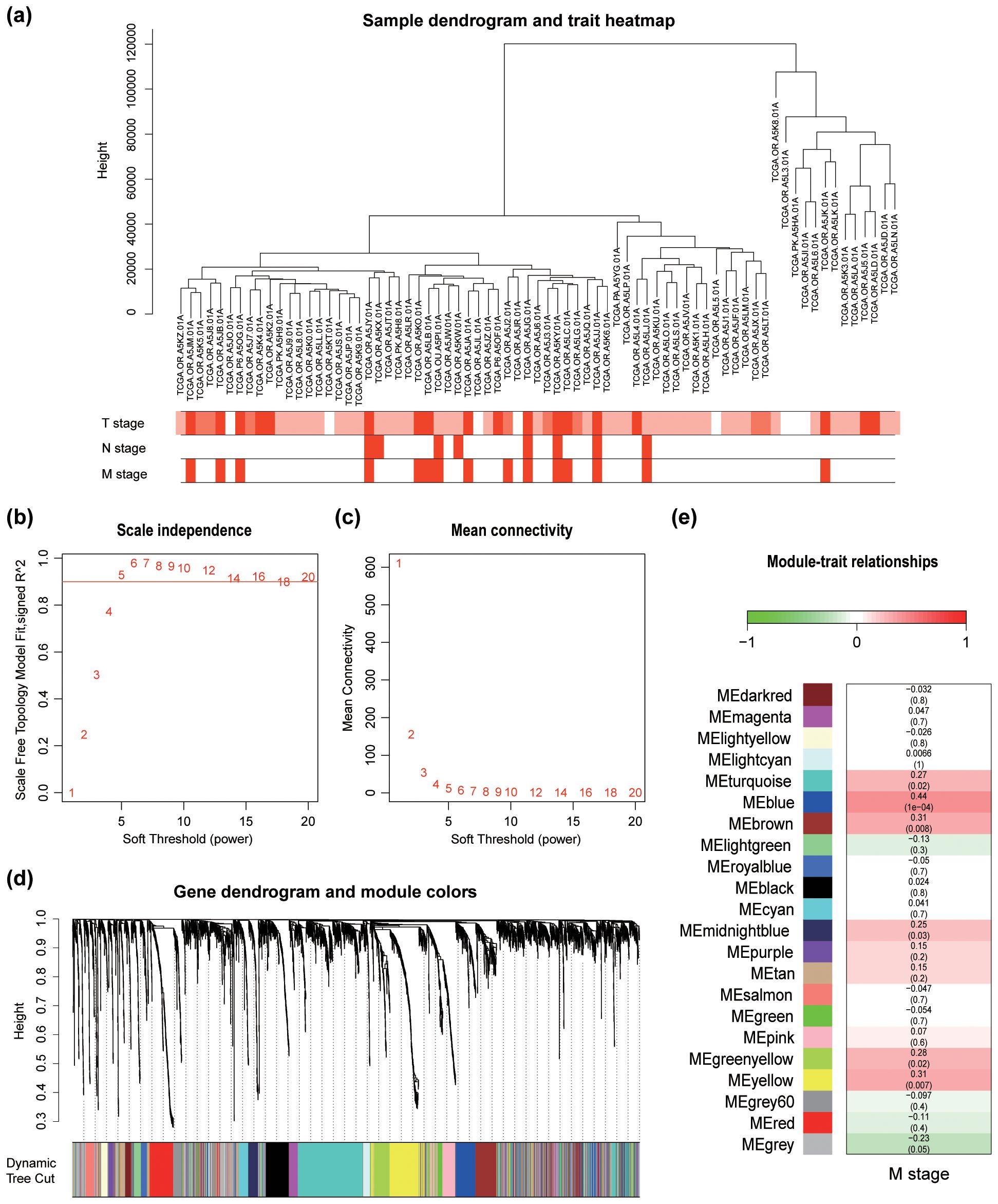 Dendrogram and heatmap illustrating hierarchical clustering of samples with T, N, M stage annotations (a). Plots showing scale independence (b) and mean connectivity (c) against soft threshold power. Gene dendrogram with module color assignment (d). Heatmap of module-trait relationships with color scale indicating correlations from -1 to 1 (e).