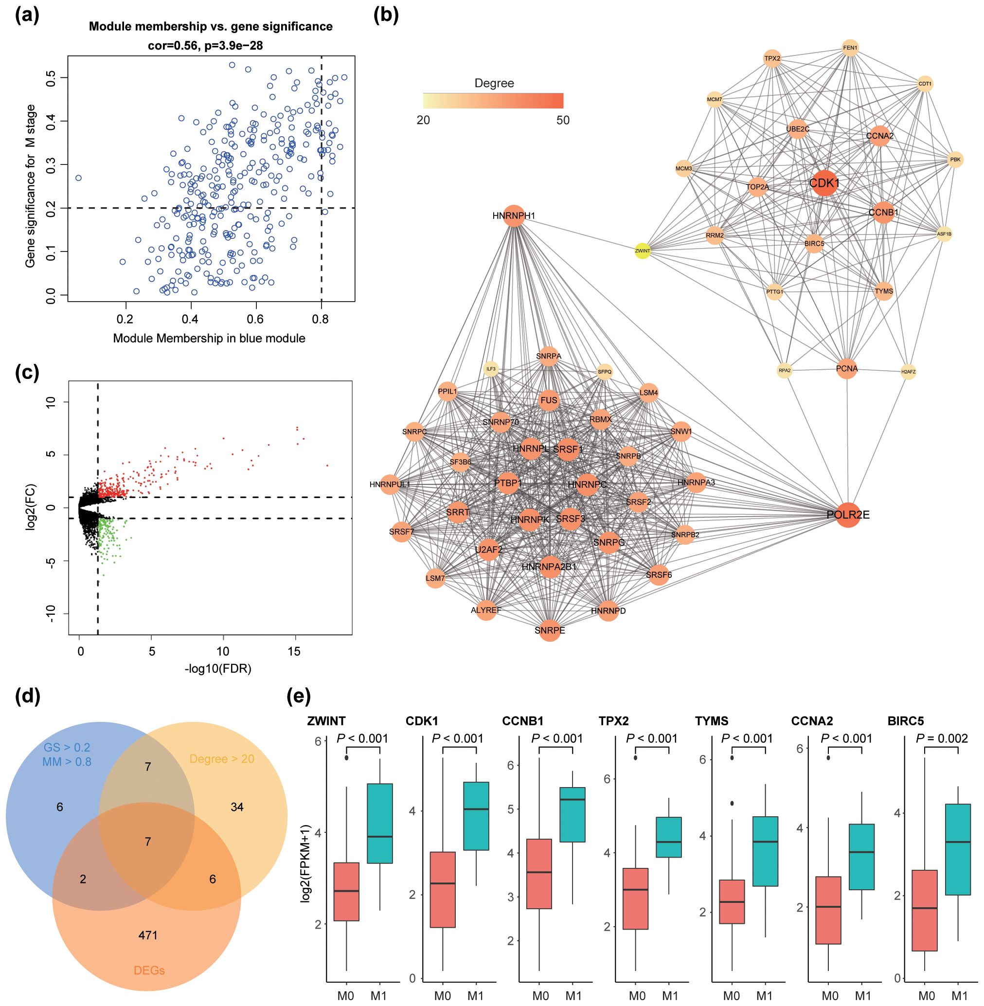 Five-panel scientific image. (a) Scatter plot showing module membership versus gene significance for M stage, correlation 0.56. (b) Network graph with nodes colored by degree, highlighting CDK and DOLR as central nodes. (c) Volcano plot with log fold change versus negative log FDR, highlighting significant genes in red. (d) Venn diagram showing overlap between genes with GS > 0.2, MM > 0.8, and DEGs, displaying intersections. (e) Box plots comparing log2 expression of seven genes (ZWINT, CDK1, CCNB1, TPX2, TYMS, CCNA2, BIRC5) between groups M0 and M1, all showing significant differences (p < 0.01 or p = 0.002).