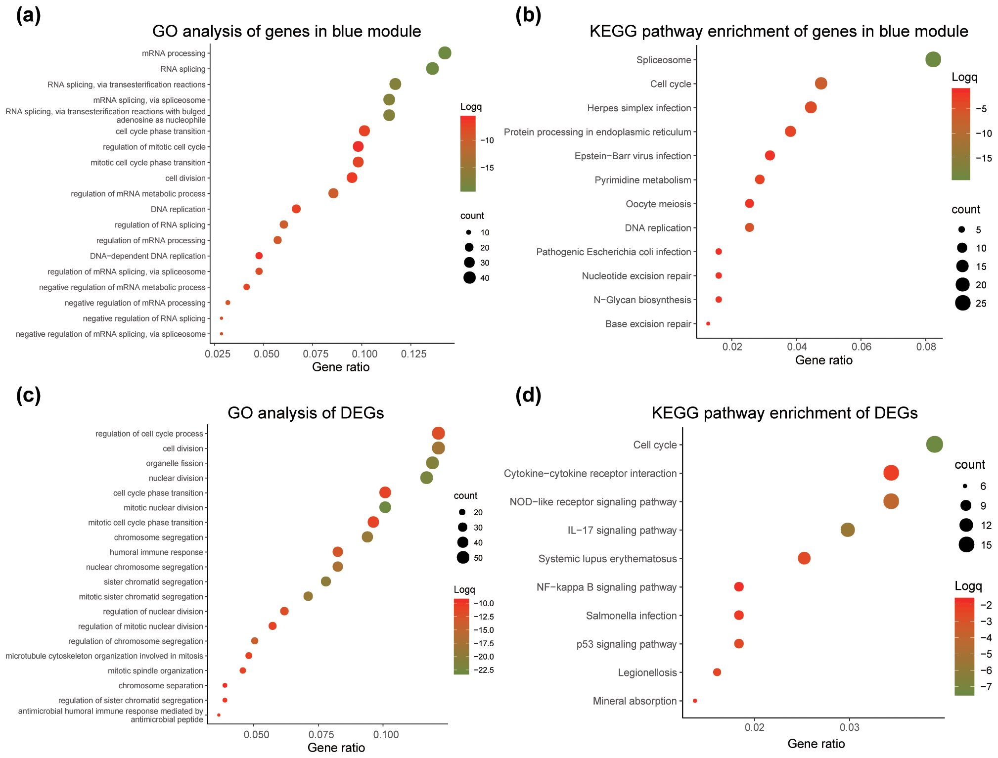 (a) Dot plot showing Gene Ontology (GO) analysis of genes in the blue module, depicting various biological processes with gene ratios and log(q) values. Each circle's size and color indicate count and log(q) respectively. (b) KEGG pathway enrichment of genes in the blue module, illustrating key pathways and their gene ratios with similar markings. (c) GO analysis of differentially expressed genes (DEGs), focusing on processes like cell division and nuclear processes, with gene ratios and log(q) coloration. (d) KEGG pathway enrichment of DEGs showing pathways like cytokine-cytokine receptor interaction, visualized similarly.