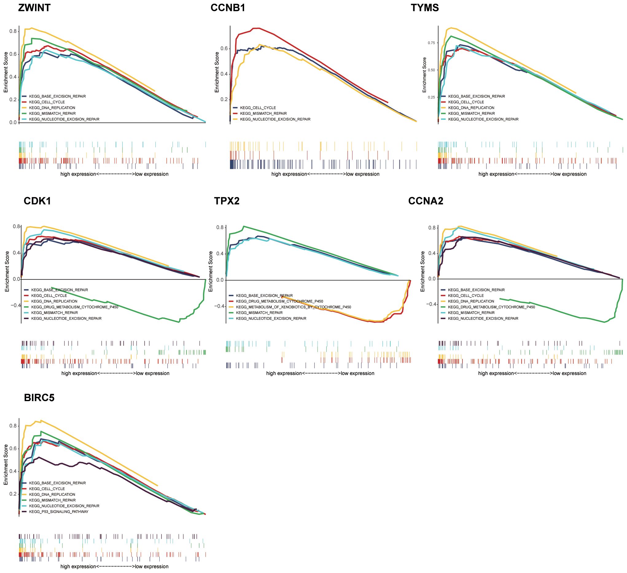 Seven line graphs display enrichment scores for genes ZWINT, CCNB1, TYMS, CDK1, TPX2, CCNA2, and BIRC5. Each graph plots gene set enrichment related to pathways like base excision repair and cell cycle, with expressions ranging from high to low.