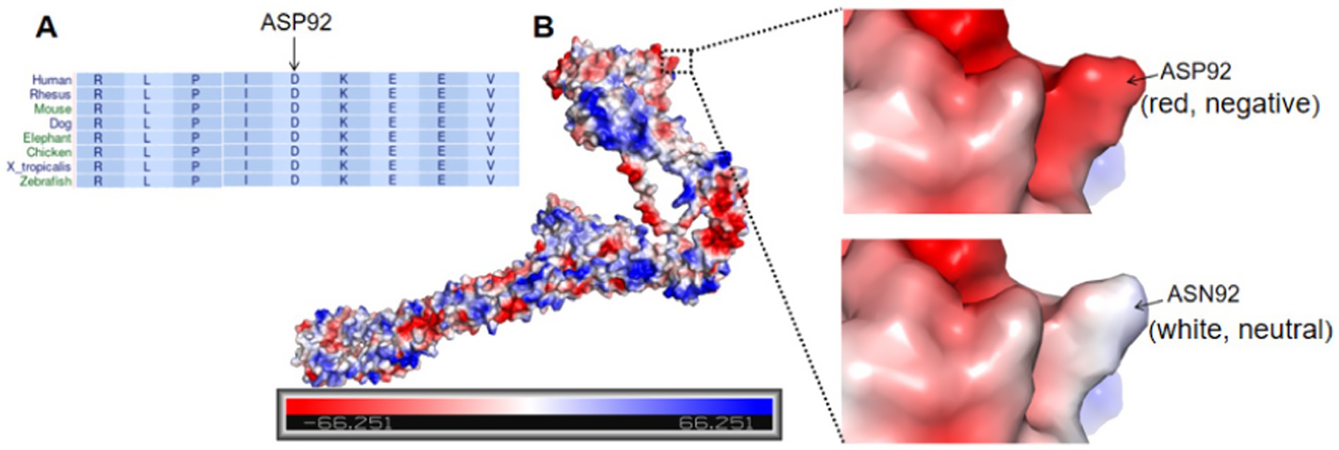A comparative illustration showing a protein sequence alignment and electrostatic surface potential. The left side displays a sequence alignment for various species, highlighting the ASP92 position. The right side shows a protein structure model with two close-up views: the ASP92 site, colored red for negative charge, and ASN92, colored white for neutral charge. A color scale indicates electrostatic potential from negative (red) to positive (blue).