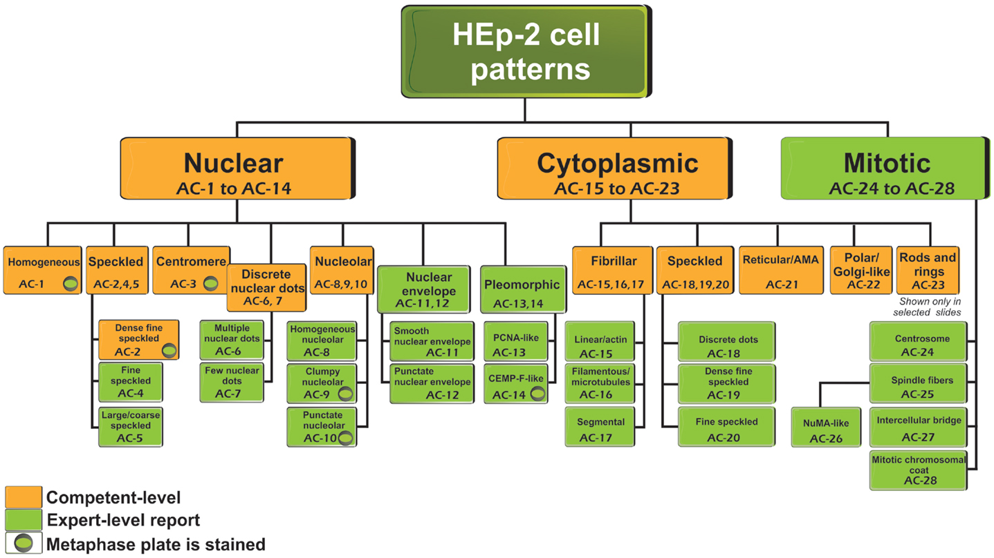 Hep names. Классификация паттерны. Паттерны классифицируются на. Antinuclear antibodies. Classification Tree Testing.