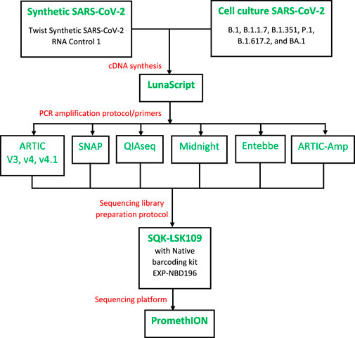 Flowchart depicting a sequencing protocol starting with Synthetic SARS-CoV-2 and Cell culture SARS-CoV-2. cDNA synthesis uses LunaScript, followed by various PCR amplification protocols: ARTIC V3, V4, V4.1, SNAP, QIAseq, Midnight, Entebbe, and ARTIC-Amp. The sequencing library is prepared with SQK-LSK109 and barcoding kit EXP-NBD196, and the sequencing platform is PromethION.