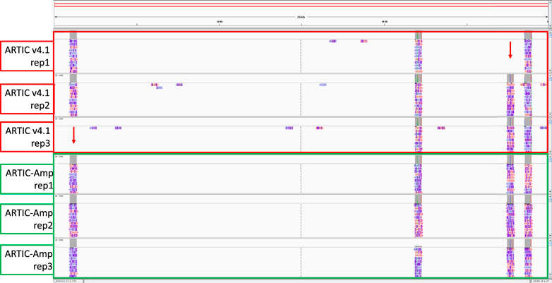 Visualization showing sequencing read alignments for ARTIC v4.1 and ARTIC-Amp protocols. Three replicates for each protocol are displayed, with alignments in purple and arrows indicating notable variations or differences. Annotated scale bar at the top denotes kilobases (kb).