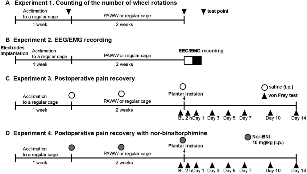 Timeline of four experiments involving mice: \n\n(A) Counting wheel rotations: 1 week acclimation, 2 weeks in PAWW or regular cage, with test points. \n\n(B) EEG/EMG recording: similar setup to A.\n\n(C) Postoperative pain recovery: includes plantar incision and von Frey tests on specified days.\n\n(D) Postoperative pain recovery with nor-binaltorphimine: identical to C but includes drug administration.