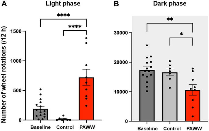 Bar graphs comparing the number of wheel rotations for three groups: Baseline, Control, and PAWW during light (Panel A) and dark phases (Panel B). Panel A shows higher rotations in PAWW compared to Control and Baseline, with significant differences indicated by asterisks. Panel B shows higher rotations in Baseline and Control than PAWW, also with significant differences noted. Error bars represent the standard error of the mean (SEM).