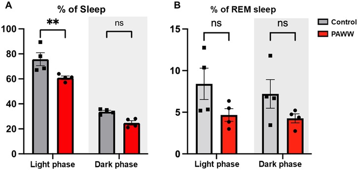 Bar graphs comparing sleep percentages between control and PAWW groups during light and dark phases. Graph A shows a significant difference in overall sleep percentage during the light phase, with the control group sleeping more. Graph B shows no significant differences in REM sleep percentages for both phases. Control bars are gray; PAWW bars are red.