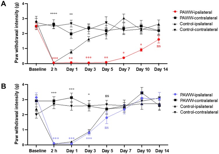 Line graphs labeled A and B show paw withdrawal intensity over time (baseline to day 14) for PAWW and control groups on ipsilateral and contralateral sides. Graph A shows PAWW ipsilateral in red and graph B PAWW ipsilateral in blue. Both graphs include significant statistical notations.
