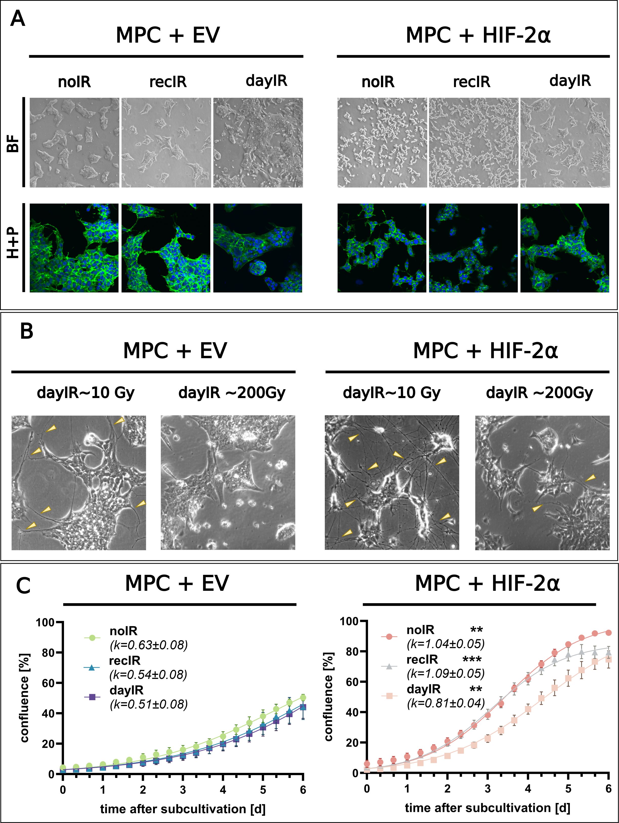 Panel A shows microscopic images of MPC+EV and MPC + HIF-2a cells after X-ray-conditioning: recIR, and dayIR and noIR as control. Each set includes bright-field (BF) and Hoechst + Phalloidin (H+P) stained images. Panel B displays magnified brightfield images with arrowheads indicating specific features. Panel C presents confluence graphs for both MPC + EV and MPC + HIF-2a indicating growth patterns over six days with significant changes for all three MPC + HIF-2a cell lines compared to their corresponding MPC+EV counterpart cell line.
