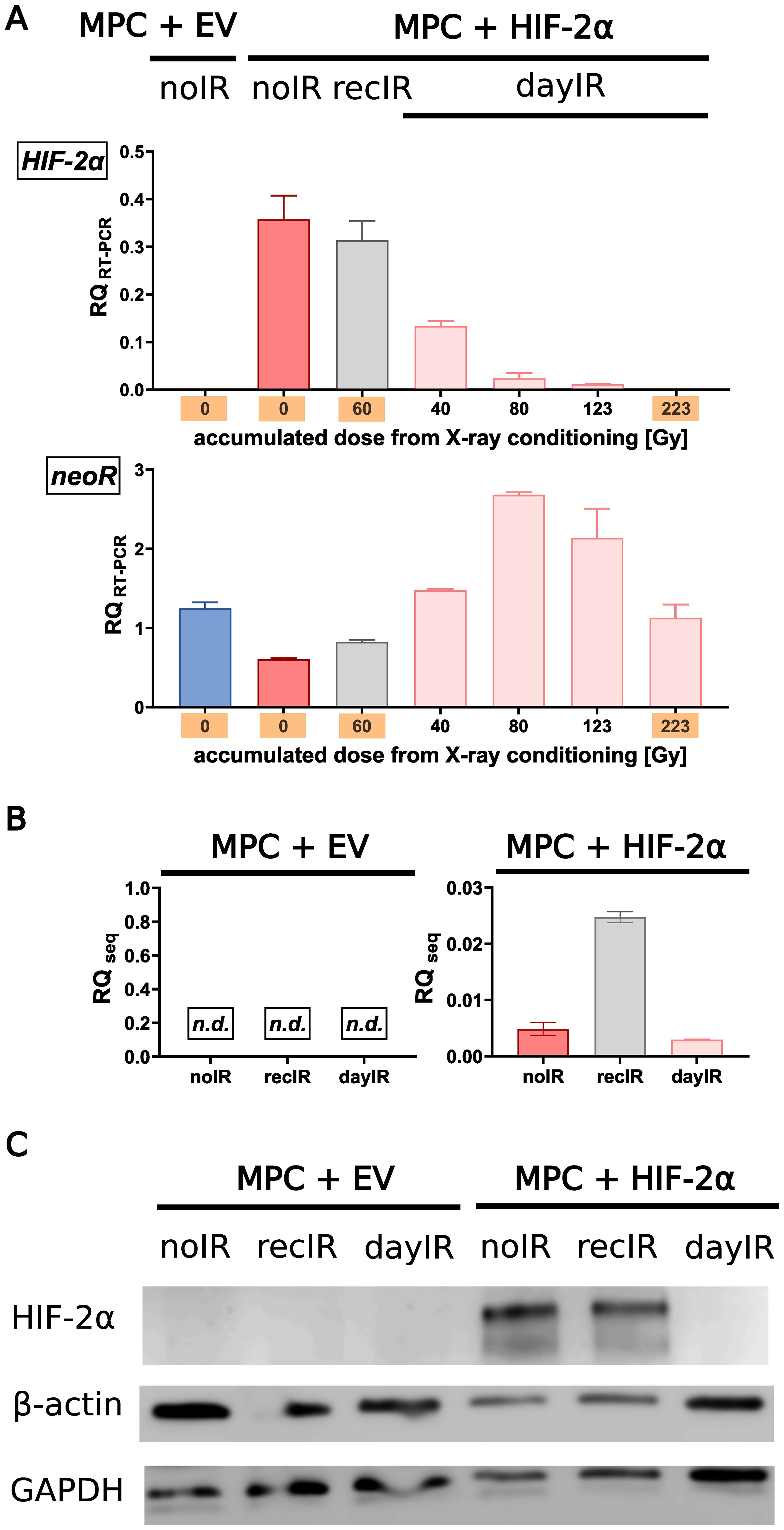 Graphical representation of experimental results comparing MPC with empty vector (EV) and MPC with HIF-2a during-ray conditioning. A: Bar graphs show relative quantification (RQ) using RT-PCR for HIF-2a and neoR after various X-ray doses. B: RQ using sequencing (seq) reveals detectable expression levels in MPC+ HIF-2a, while MPC+EV cell lines are marked as not detected (n.d.). C: Western blot analysis displays protein expression of HIF-2a, b-actin, and GAPDH under multiple conditions: no irradiation (noIR), irradiation after recovery (recIR), and daily irradiation (dayIR).