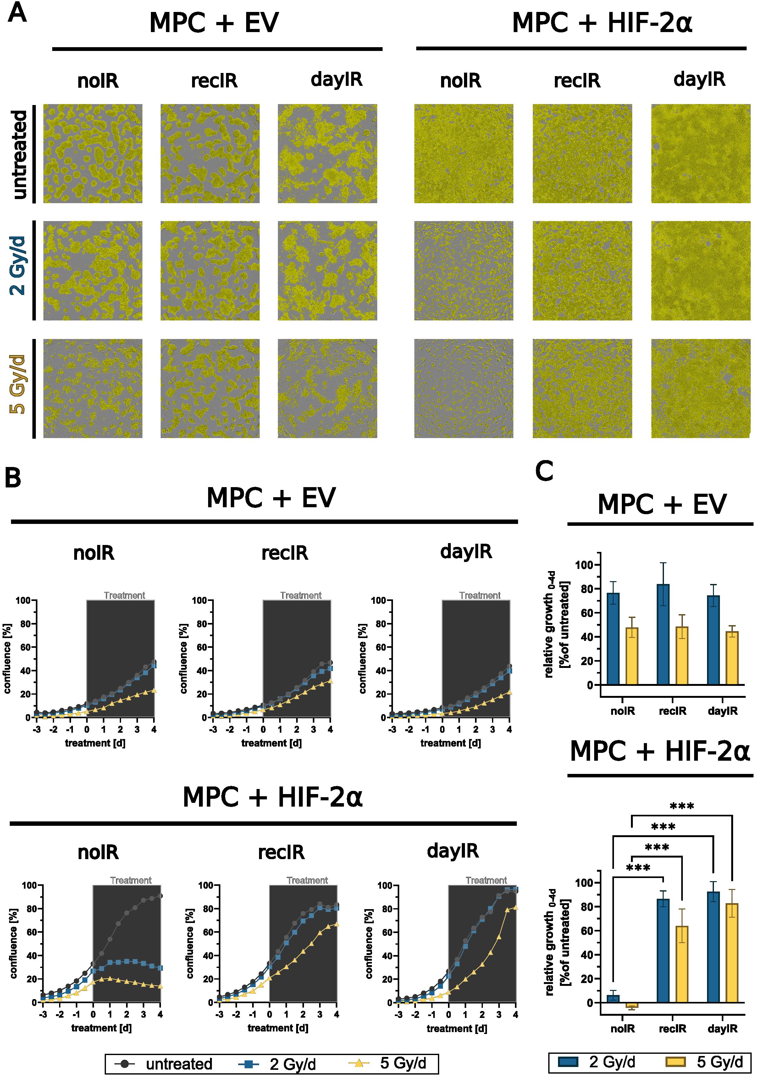 Panel A displays microscopy images of cell cultures under varying conditions: untreated, treated with 2 Gray per day, and 5 Gray per day, for MPC + EV and MPC + HIF-2a -noIR, -recIR, and -dayIR. Panel B shows line graphs of all six cell lines comparing confluence percentages during X-ray treatment with indicated doses of 2 Gy or 5 Gy per day or untreated. Panel C presents bar charts illustrating relative growth from days zero to four, highlighting significant differences in MPC + HIF-2a-recIR and -dayIR.