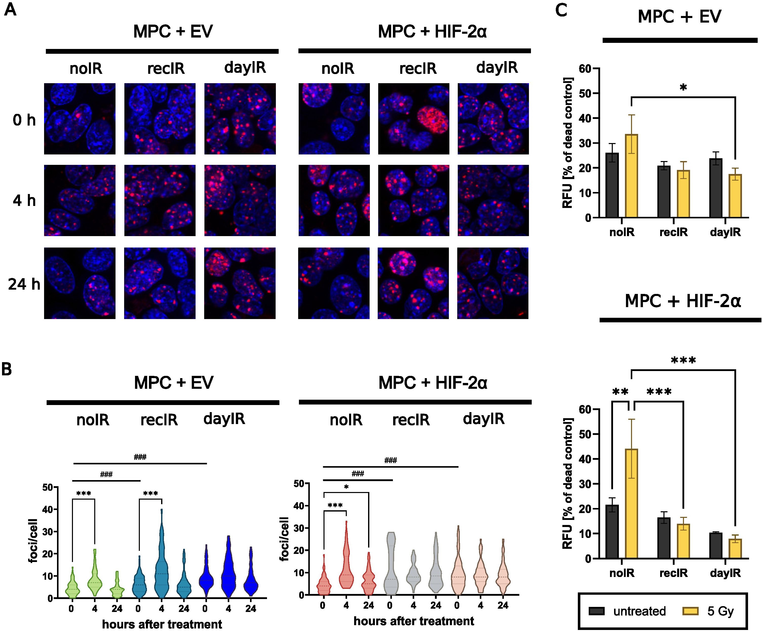 Panel A shows microscopy images of all six cell lines (MPC+EV or MPC+HIF-2a after noIR-, recIR-, or dayIR-conditioning) at various time points (0, 4, 24 hours) after a single dose irradiation. Cells are stained, demonstrating different intensities of red and blue fluorescence signals. Panel B contains violin plots displaying foci per cell over time. Panel C includes bar graphs depicting RFU percentages of dead control, with statistical significance indicated by asterisks.