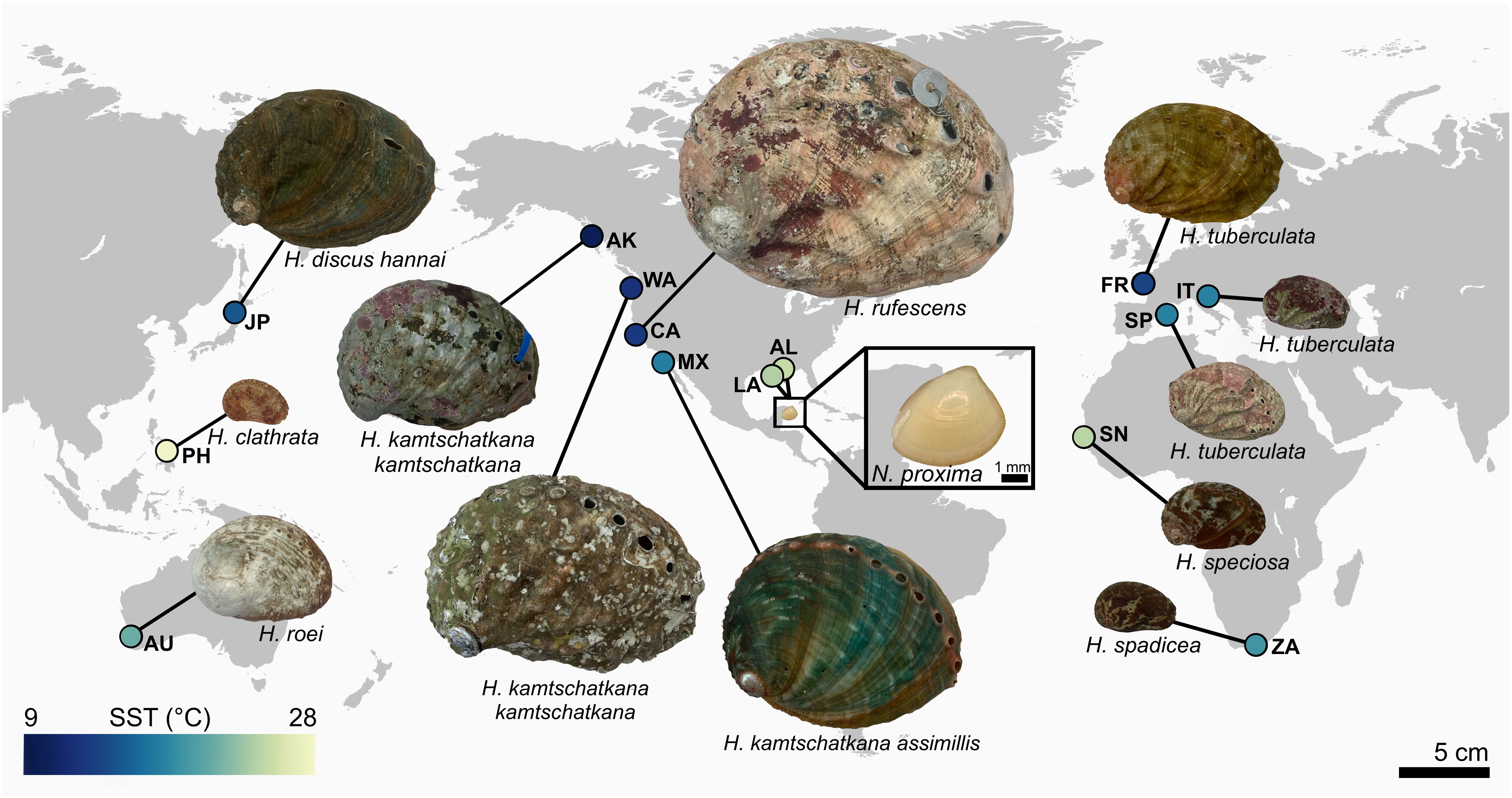 Map illustrating global distribution of various abalone species, labeled with corresponding regions and sea surface temperatures ranging from 9°C to 28°C. Species include H. discus hannai, H. clathrata, H. roei, H. kamtschatkana, H. rufescens, H. tuberculata, H. lamellosa, H. speciosa, and H. spadicea. An inset shows N. proxima with a scale bar.
