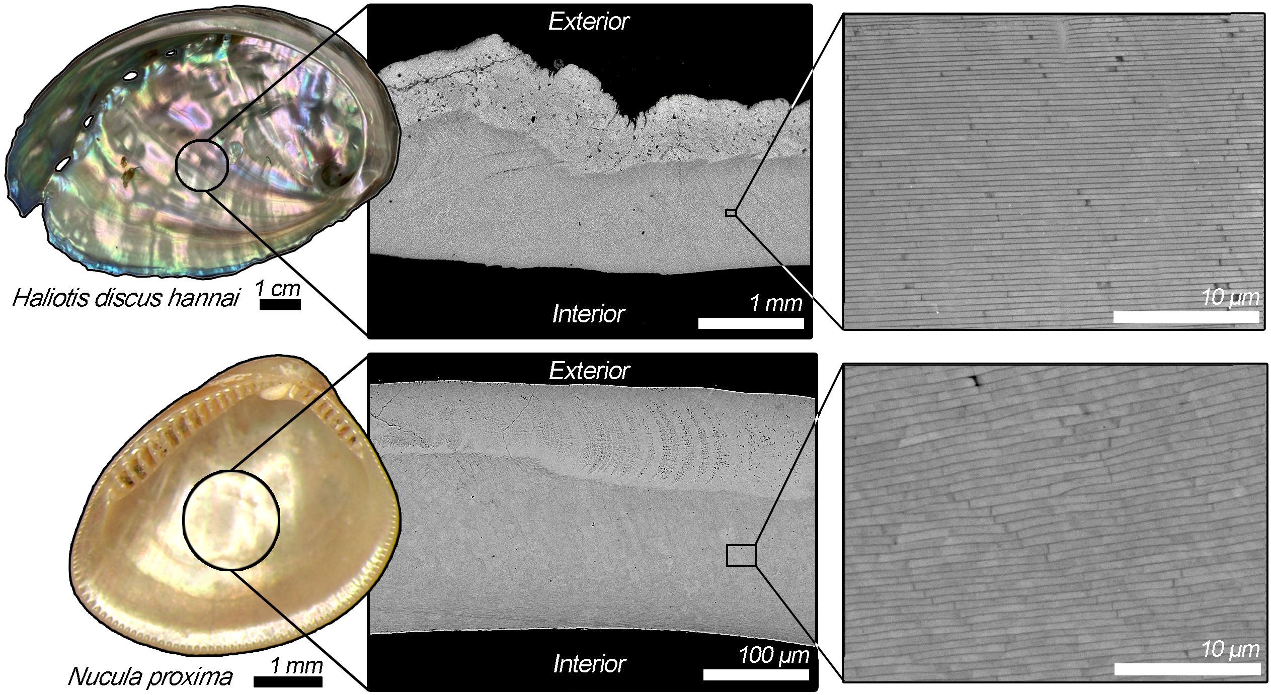 Haliotis discus hannai and Nucula proxima shells are shown with magnified cross-sections of their microstructures. Haliotis displays a thick, iridescent nacre layer, with a detailed close-up showing fine horizontal layers of tablets at the micron scale. Nucula shows a thinner nacre layer, with a similar pattern of tablet layers at the micron scale.