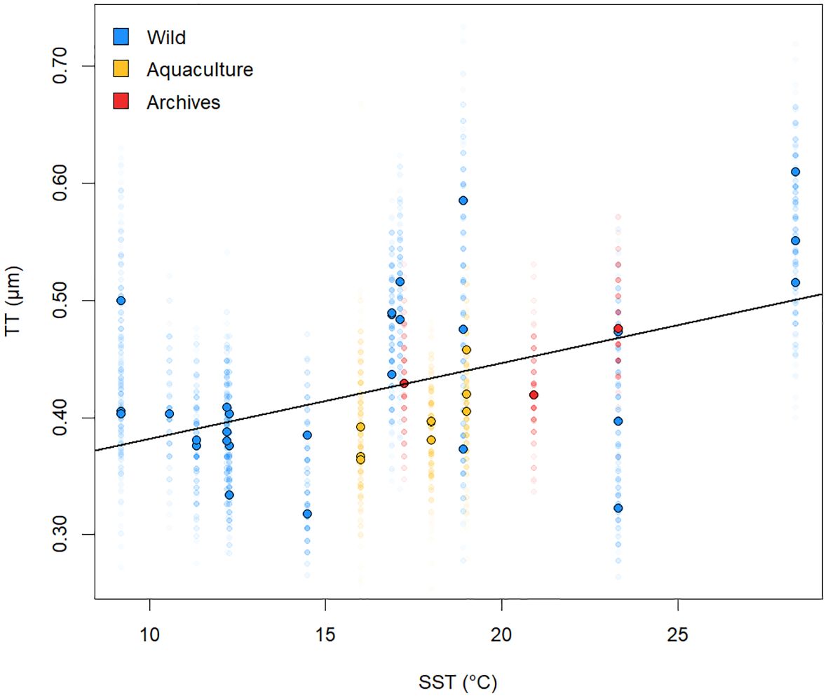 Scatter plot showing a positive correlation between SST (Sea Surface Temperature) in degrees Celsius and TT (Tablet Thickness) in micrometers. Data points are in blue, yellow, and red, representing wild, aquaculture, and archival sources respectively. A trend line illustrates the positive TT-SST relationship across temperatures ranging from 10 to 25 degrees Celsius.