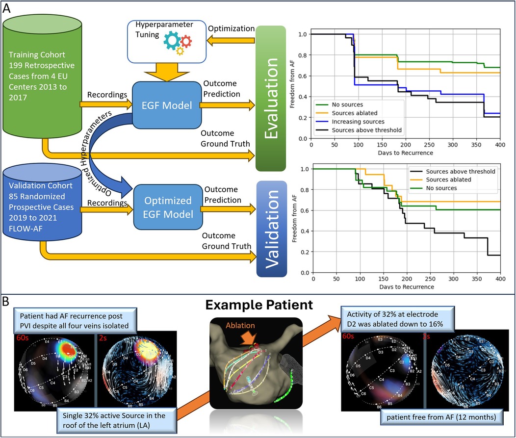 Diagram illustrating a study on optimizing EGF models for atrial fibrillation. Panel A shows the evaluation and validation process using training and validation cohorts with survival curves displaying freedom from AF over time. Panel B describes an example patient with active sources in the left atrium, indicating successful outcomes post-ablation, with visualizations of heart activity pre- and post-ablation showing reduced activity and freedom from AF at twelve months.