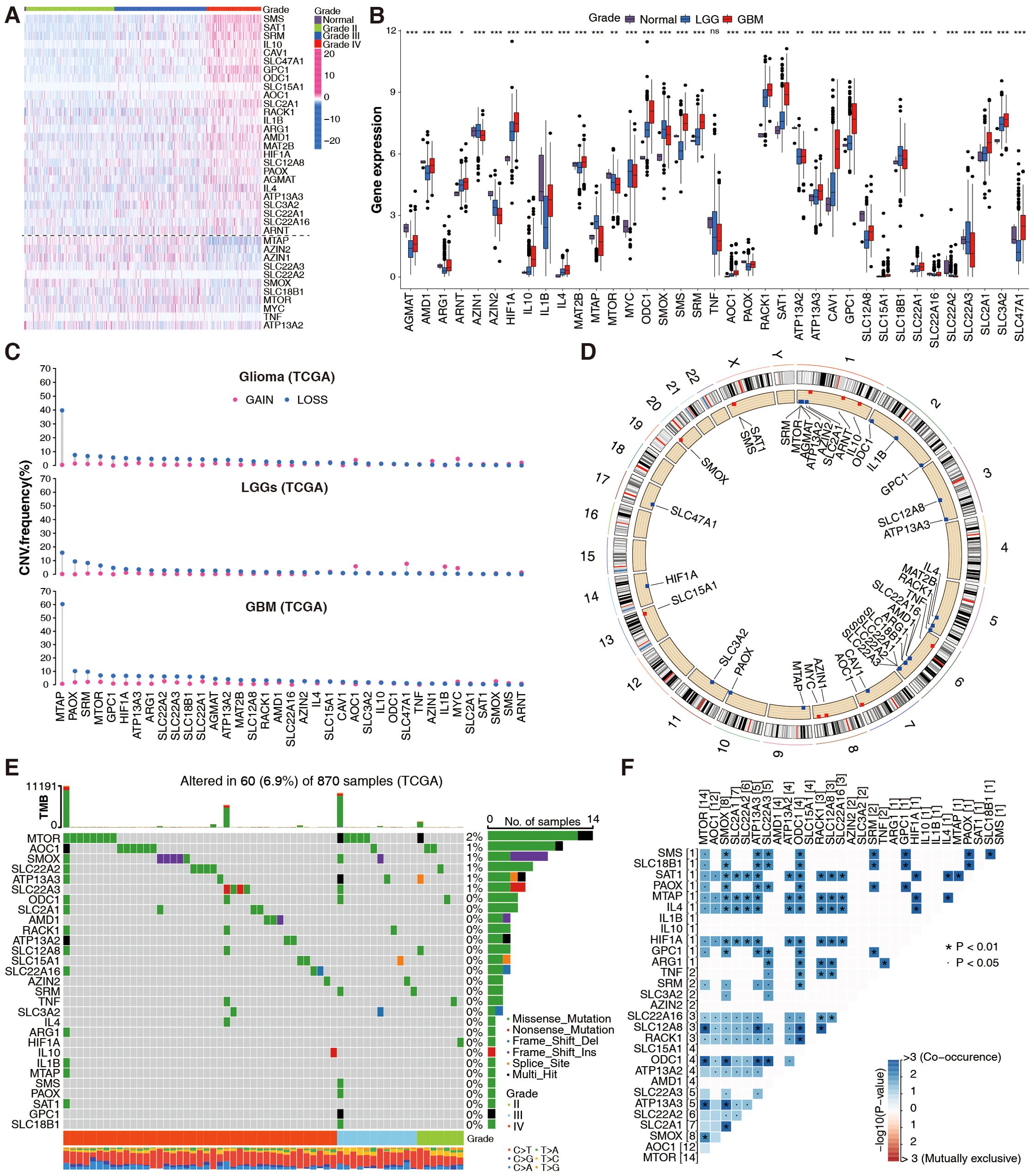 Composite image displaying multiple data visualizations on glioma. Panel A shows a heatmap of gene expression across different grades and samples. Panel B presents box plots illustrating varying gene expression among grades, normal tissues, low-grade gliomas (LGG), and glioblastoma multiforme (GBM). Panel C features plots of copy number variation frequencies for glioma, LGG, and GBM from TCGA data. Panel D is a circos plot mapping genetic alterations to chromosomes. Panel E is a mutation matrix indicating mutation types in samples. Panel F shows a heatmap of gene co-occurrences and mutual exclusivity with statistical significance.