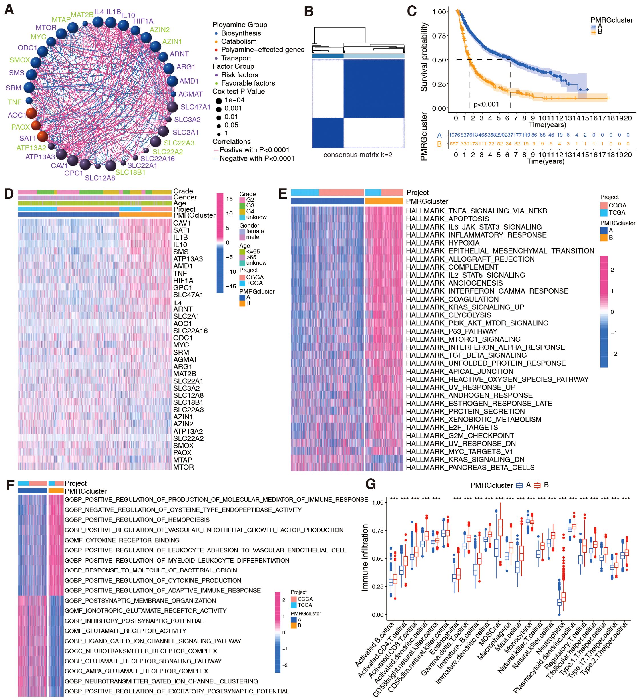Composite image displaying various bioinformatics visualizations: - Panel A: Network diagram showing polyamine-related genes, grouped by function with different colored nodes and interaction lines. - Panel B: Heatmap with a consensus matrix, k=2, indicating two distinct clusters. - Panel C: Survival probability graph over 20 years for two PMRClusters, with significant differences noted. - Panels D and E: Heatmaps depicting gene expression data, categorized by clinical and molecular factors, with color-coded legends. - Panel F: Heatmap of gene set enrichment analysis, with annotations for biological processes. - Panel G: Boxplot comparing immune infiltration across PMRClusters, featuring various immune cell types.