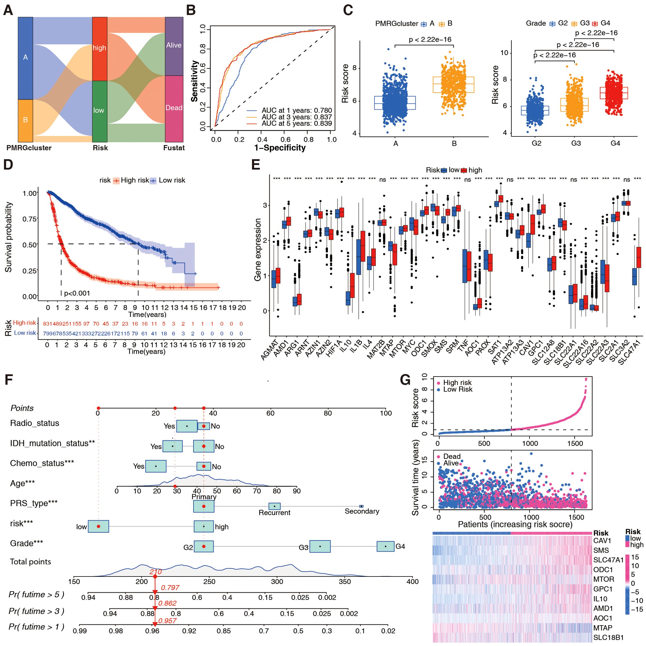 Multifaceted diagram analyzing risk and survival in relation to PMRG clusters and gene expression. Panel A displays a Sankey diagram of PMRG clusters versus survival status. Panel B presents ROC curves for risk prediction accuracy. Panel C includes box plots comparing risk scores across PMRG clusters and grades. Panel D shows Kaplan-Meier survival curves for high- and low-risk groups. Panel E presents box plots of gene expression levels across different risk groups. Panel F shows a nomogram predicting patient outcomes based on clinical variables. Panel G includes scatter plots and heatmaps depicting risk scores, survival times, and gene expression.