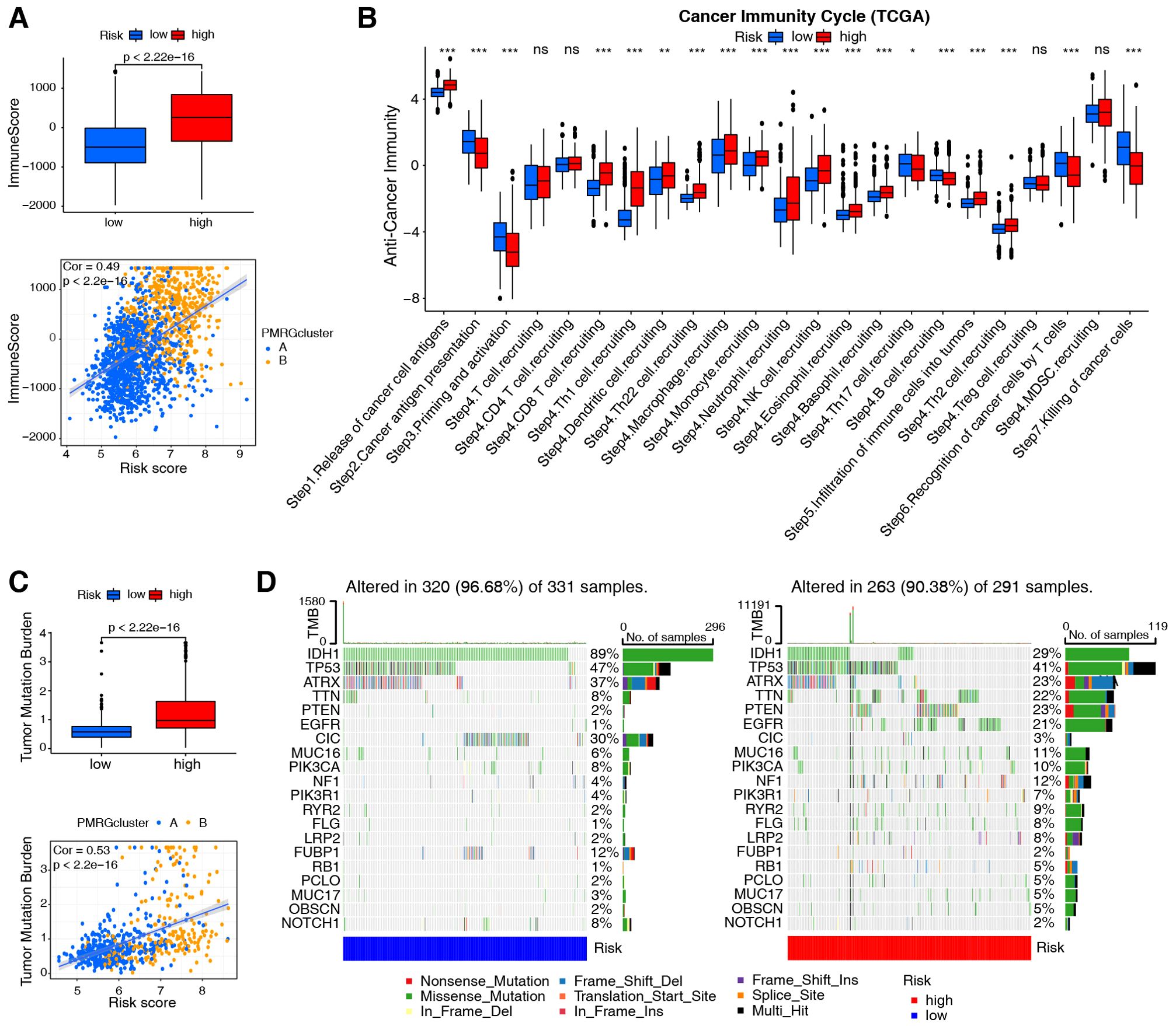 Four panels display various cancer-related data analyses. Panel A shows box plots and a scatter plot correlating risk scores with immune scores, indicating a higher immune score for high-risk groups. Panel B provides box plots across different cancer immunity cycle steps, differentiating low and high-risk groups with significance markers. Panel C presents box plots and a scatter plot relating tumor mutation burden to risk scores, highlighting higher mutation burden in high-risk groups. Panel D illustrates mutation distribution across genes for different risk categories, showing detailed mutation types with respective proportions in two datasets.
