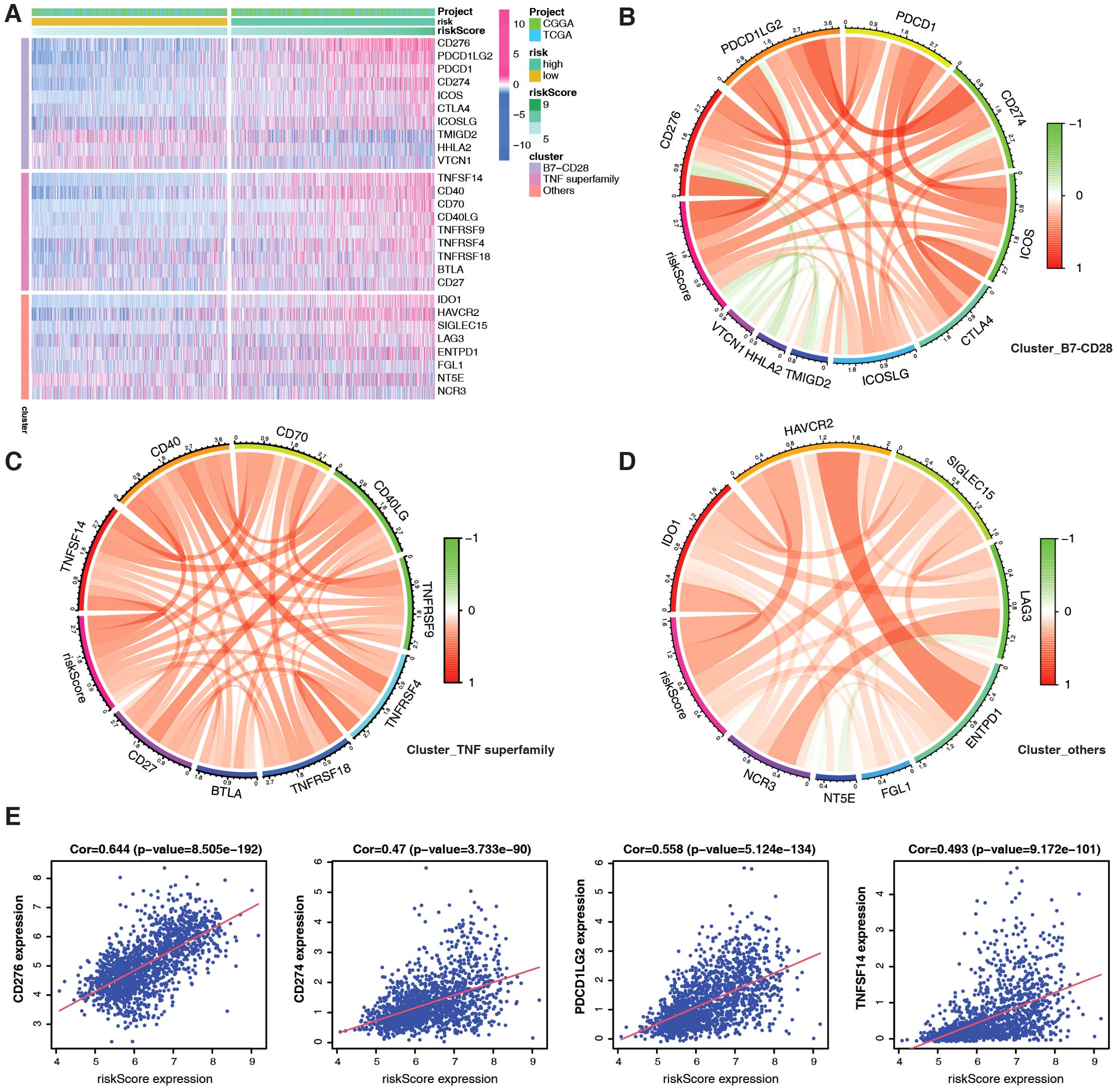 Five-panel image showing analysis of gene expression data: A) Heatmap displaying gene expression across different clusters, color-coded by project (CGGA, TCGA) and risk score (high, low). B) Circular plot for B7-CD28 cluster showing connections between genes like PDCD1, CD27, colored by expression levels. C) Circular plot for TNF superfamily cluster depicting gene interactions such as TNFRSF4. D) Circular plot for “others” cluster highlighting gene interactions including IDO1. E) Scatter plots showing correlation (cor) between riskScore expression and gene expressions like CD276, with trend lines and p-values.