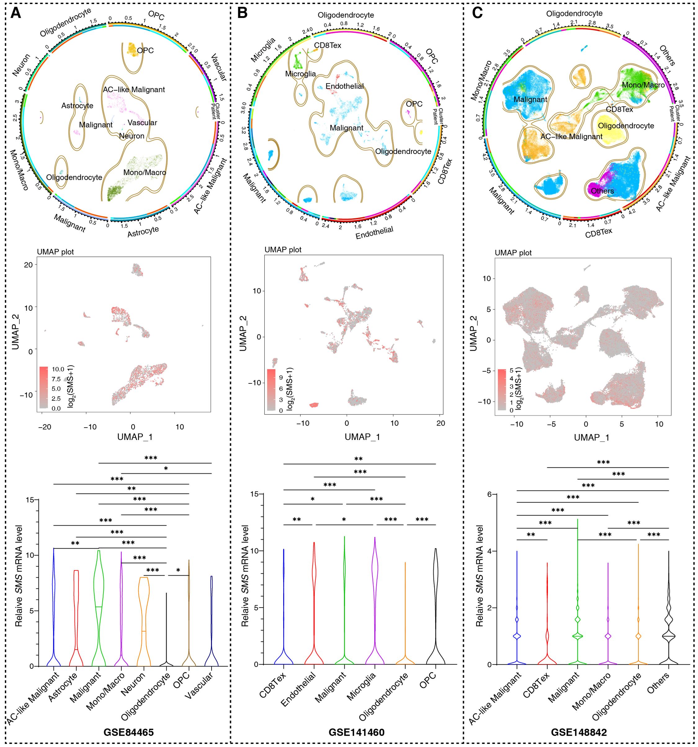 Three panels (A, B, C) show circular plots, UMAP plots, and violin plots. Each circular plot highlights various cell types, while the UMAP plots display data distribution based on two axes (UMAP_1 and UMAP_2), with color intensity indicating log values. The violin plots compare relative SM mRNA levels across different cell types, with statistical significance indicated by asterisks. Panels are labeled with dataset identifiers: GSE84465, GSE141460, and GSE148842, respectively.
