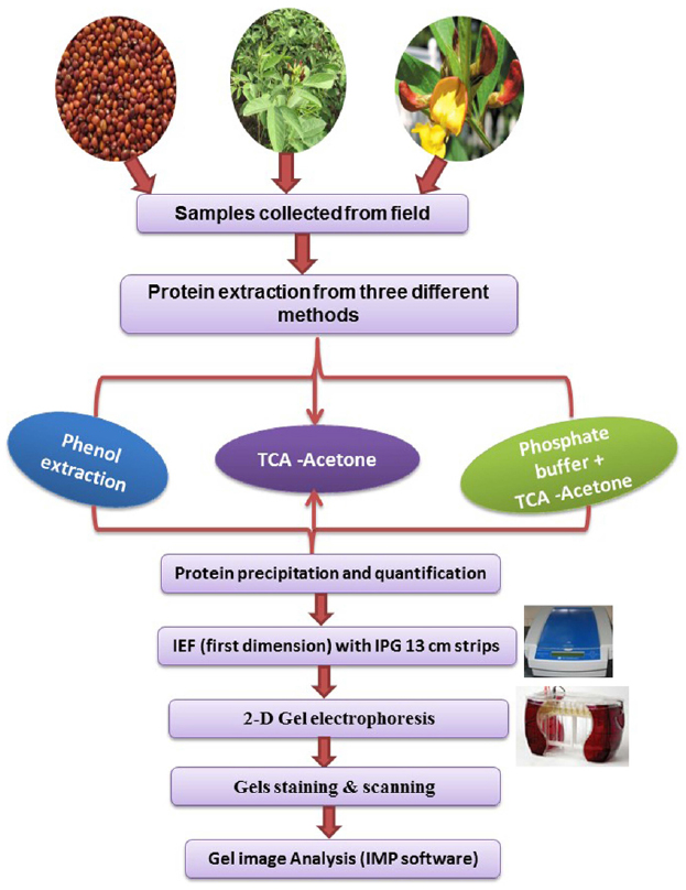 Protein In Seeds Chart