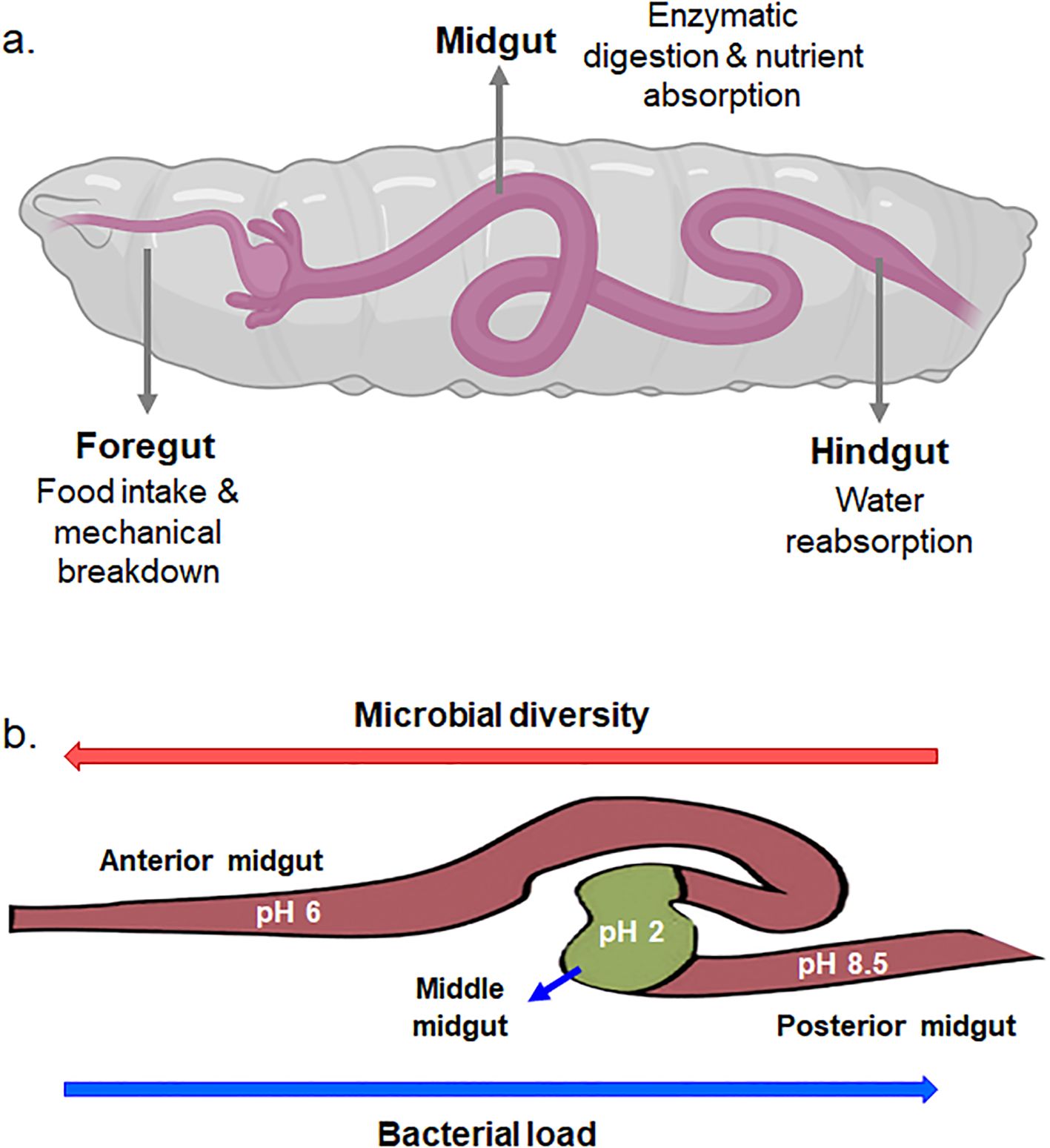 Diagram showing two parts illustrating a digestive system. Part adepicts the foregut, midgut, and hindgut, with functions of food intake, enzymatic digestion, and water reabsorption. Part b details the midgut with varying pH levels: anterior midgut (pH 6), middle midgut (pH 2), and posterior midgut (pH 8.5). Arrowsindicate microbial diversity and bacterial load.