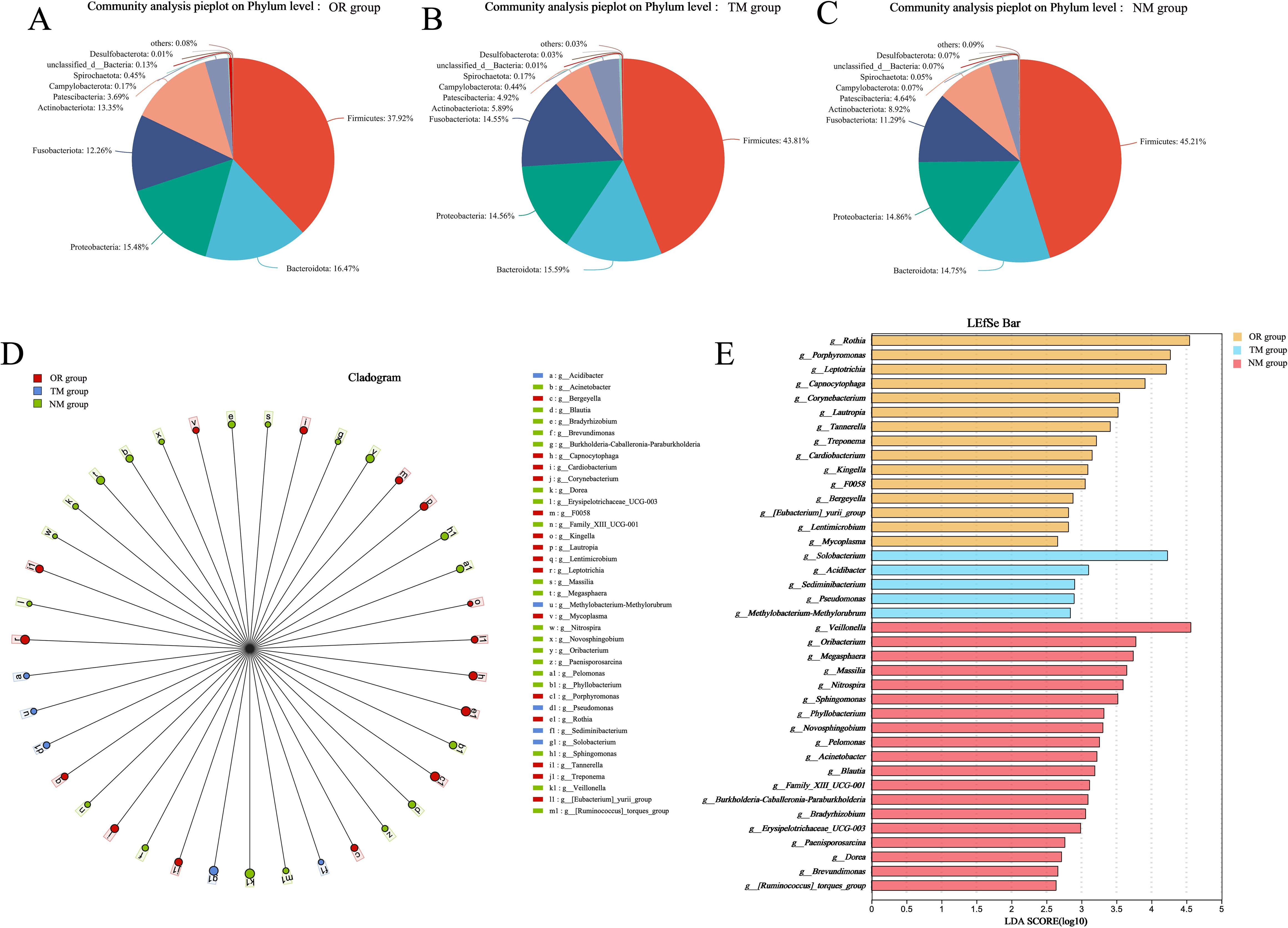 Pie charts labeled A, B, and C illustrate community analysis on the phylum level for OR, TM, and NM groups, respectively, showing proportions of Firmicutes, Proteobacteria, and others. A cladogram (D) depicts relationships across groups with color-coded markers. A bar chart (E) shows LEfSe results with species categorized into OR, TM, and NM groups.