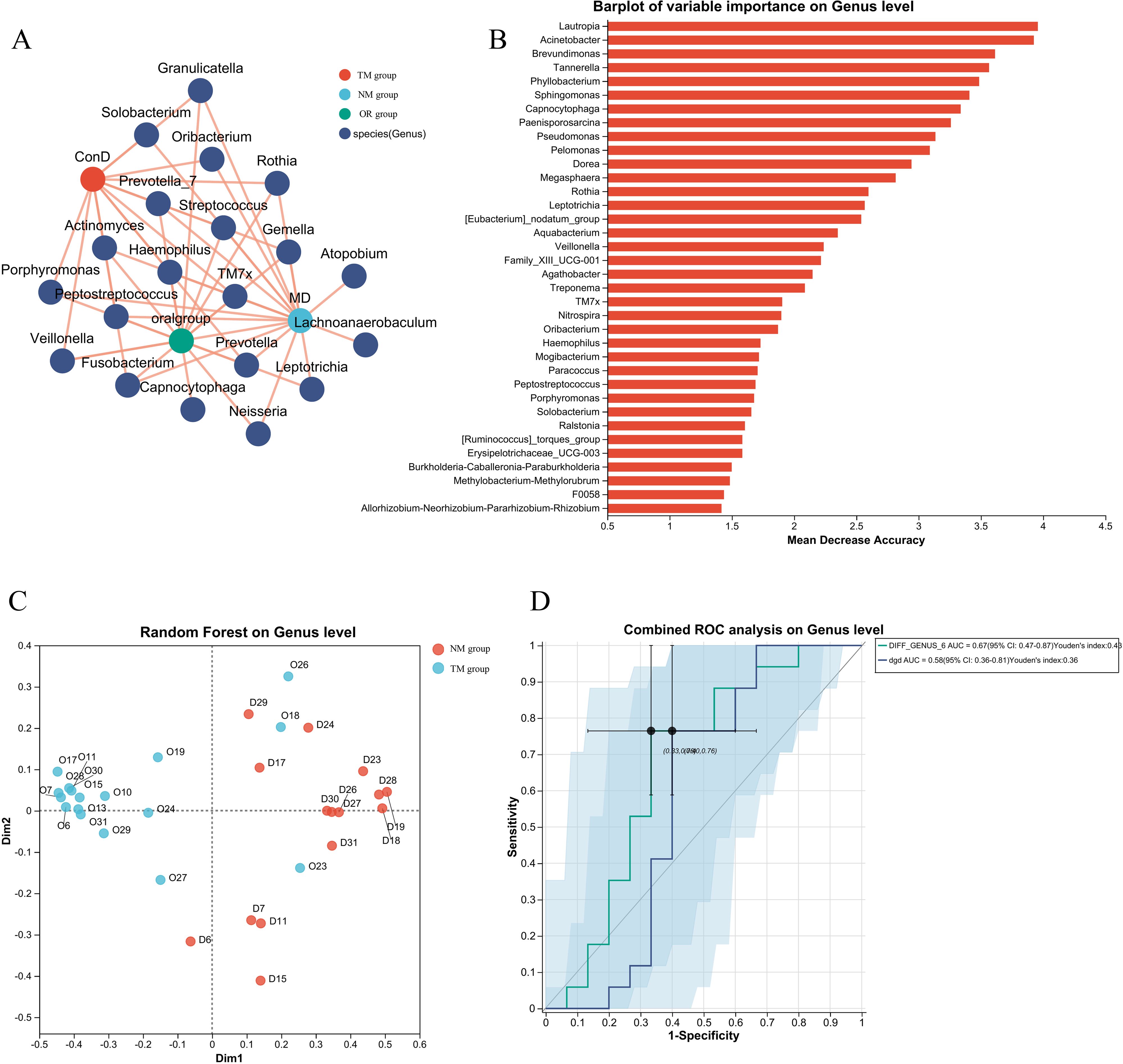Panel A shows a network graph of different genera with connections representing interactions, color-coded by group. Panel B presents a bar plot ranking the genera by variable importance on the genus level, measured as mean decrease accuracy. Panel C depicts a scatter plot from a random forest analysis on the genus level, showing distinct clustering of NM and TM groups. Panel D displays a ROC curve analysis for genus-level data, illustrating sensitivity versus 1-specificity with calculated AUC values for group differentiation.