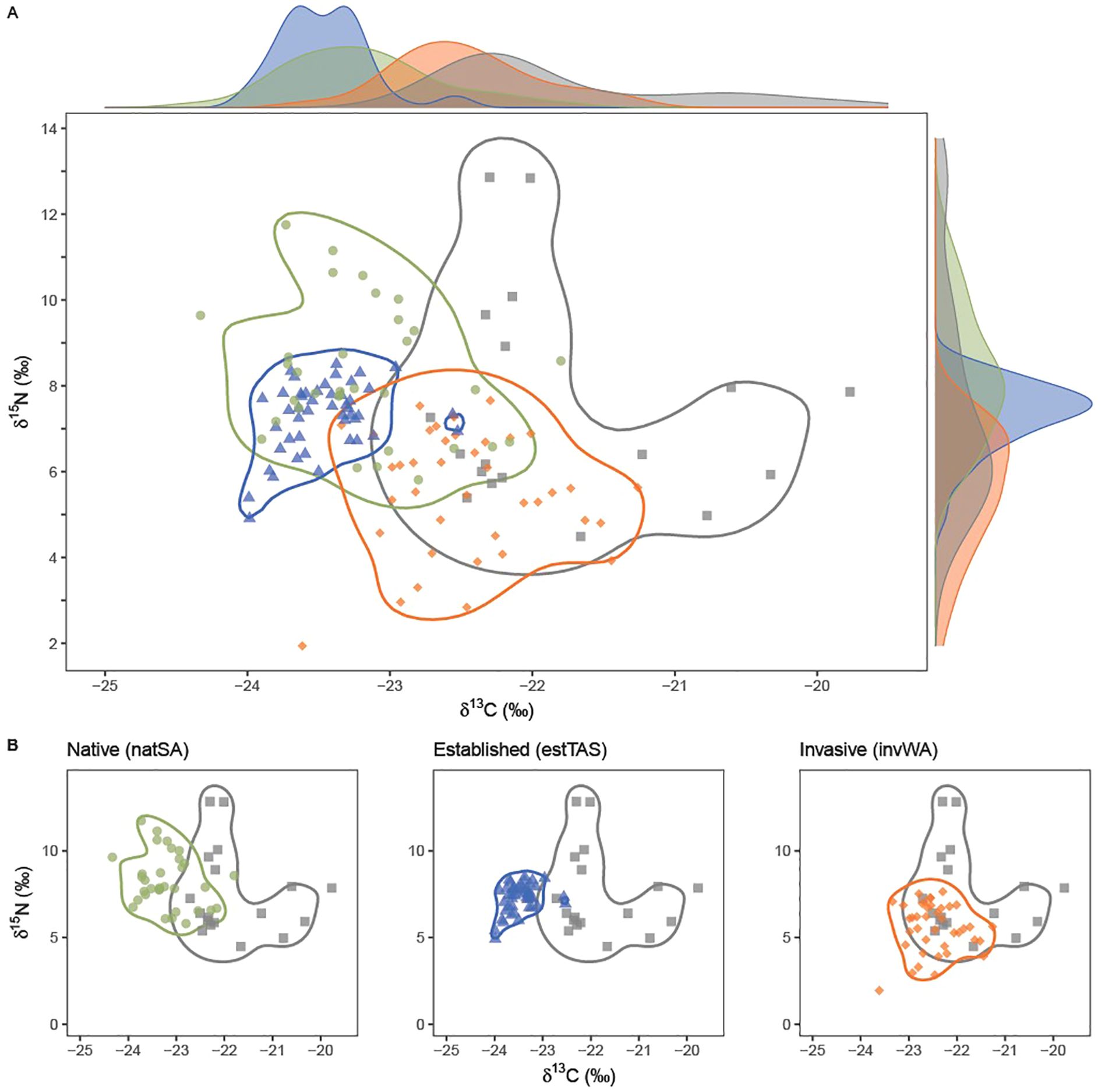 Scatter plot with three panels labeled A and B, showing different isotopic data distributions. Panel A depicts δ¹³C and δ¹⁵N values with overlapping colored density plots and convex hulls in blue, green, and orange, representing different groups. Panels B compare native, established, and invasive groups side by side, each with distinct symbols and convex hulls corresponding to their group. The curved lines highlight how each group overlaps or separates from others in terms of isotopic signatures.