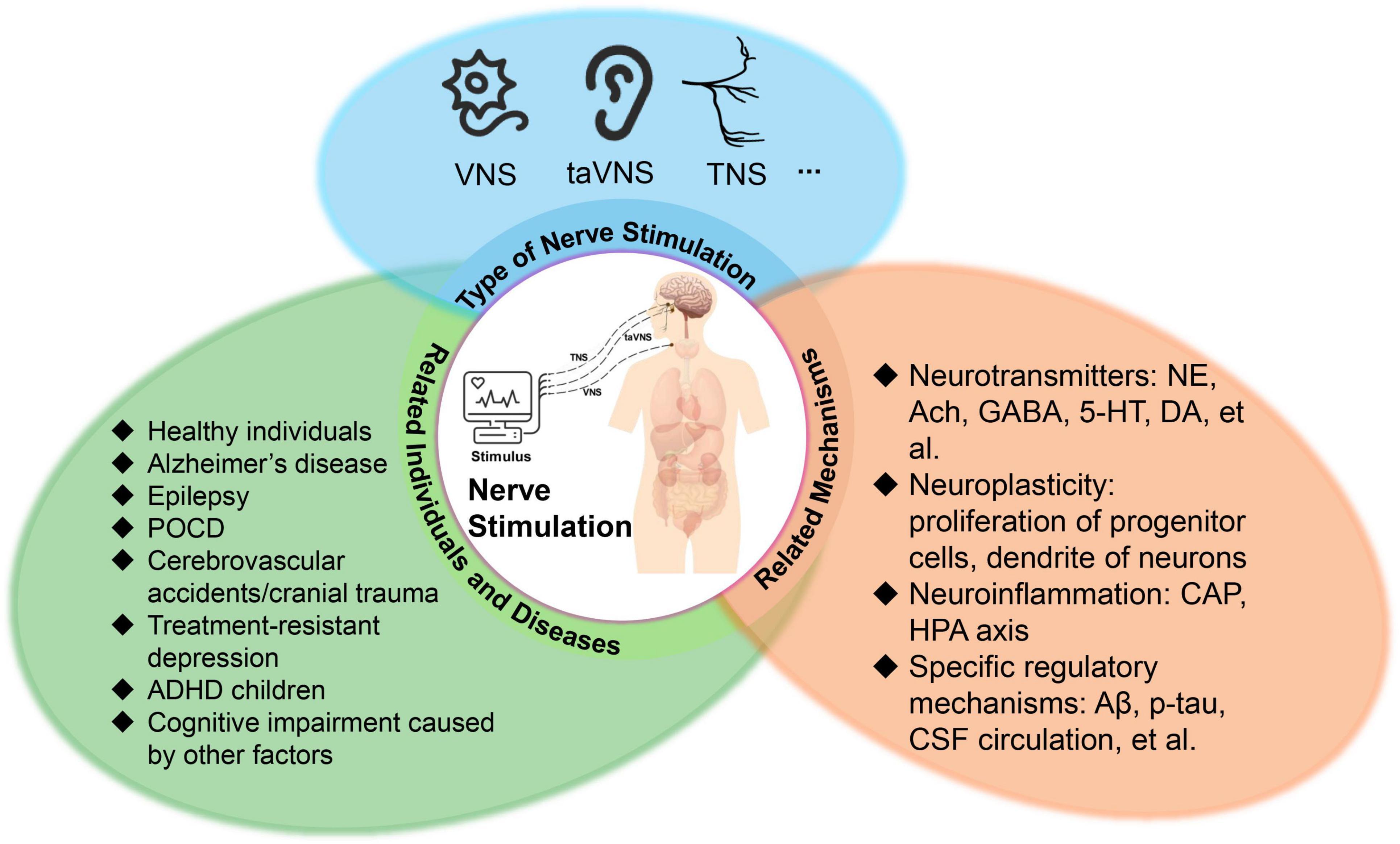 A schematic diagram illustrating nerve stimulation and its related aspects. The diagram includes VNS, taVNS, and TNS under nerve stimulation. Related individuals and diseases include healthy people, Alzheimer’s patients, epilepsy, treatment-resistant depression, and others. Related mechanisms involve neurotransmitters, neuroplasticity, neuroinflammation, and regulatory mechanisms. In the center is a human silhouette indicating nerve pathways.