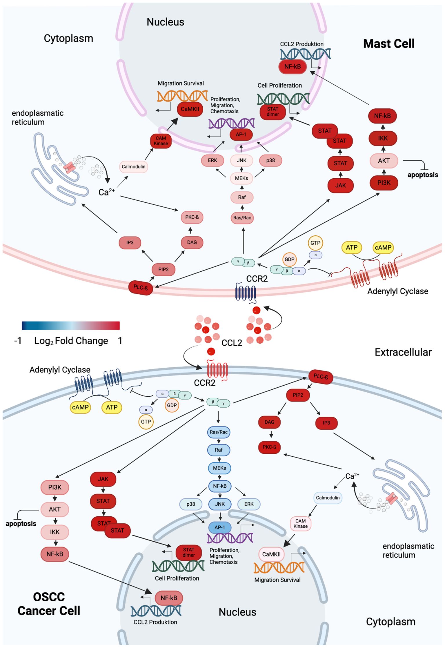 Frontiers | Mast cell - tumor cell interaction related gene Frontiers | Mast cell - tumor cell interaction related gene
