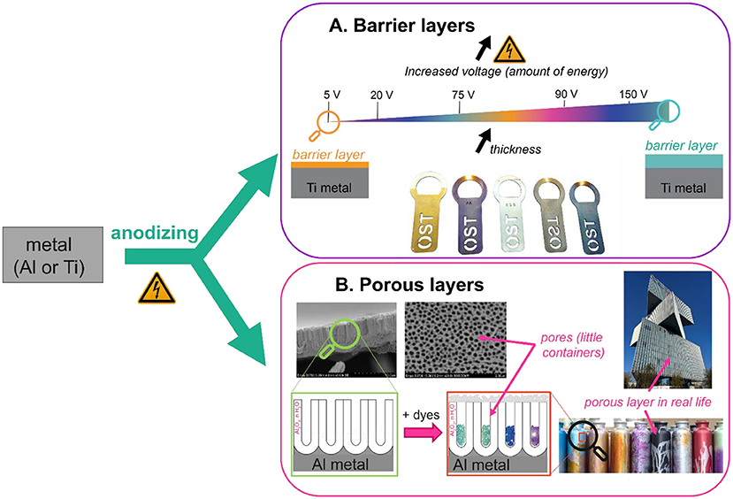 Diagram explaining anodizing for metals like aluminum or titanium. Shows two types. One path shows barrier layers, dense and very thin. Illustration with Ti bottle openers. Their barrier layer reflects light in different ways depending on their thickness (and change of voltage), making the bottle openers appear in many colors. The other path shows porous layers: a thicker, hole-filled coating on aluminum. Dyes can fill the pores, giving colorful finishes. Examples include colorful water bottles and the shiny façade of the Nhow Hotel in Amsterdam. Arrows illustrate process flow, with the anodizing setup and visual aids for each oxide type.