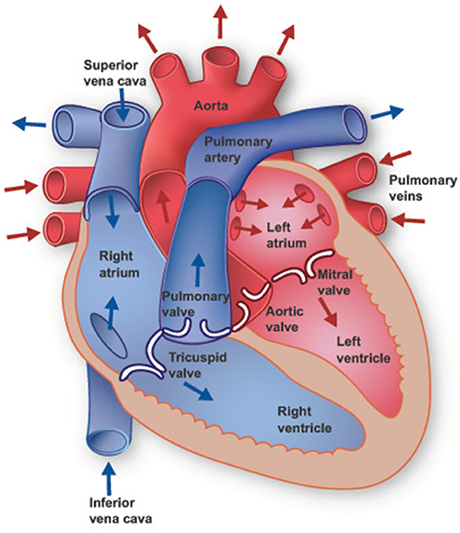 Figure 1 - The heart has four major compartments, two atria and two ventricles.
