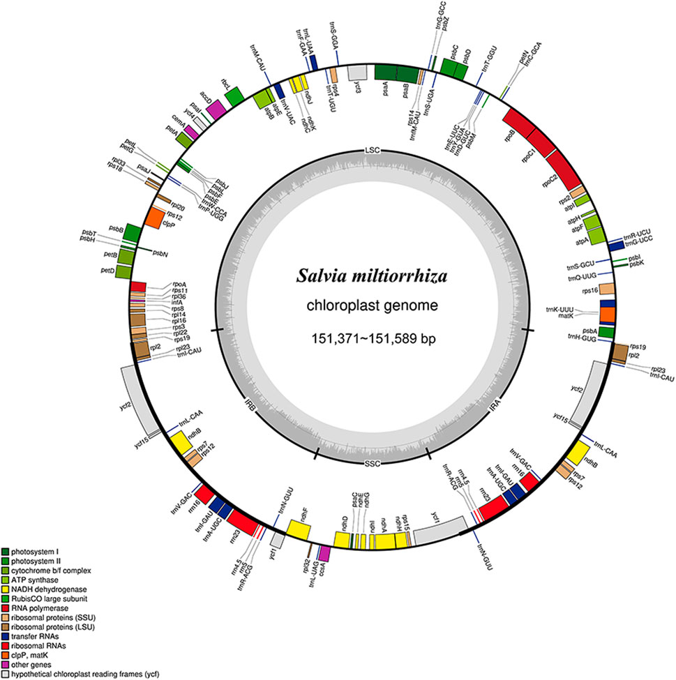 Frontiers | Identification of Salvia miltiorrhiza germplasm Frontiers | Identification of Salvia miltiorrhiza germplasm