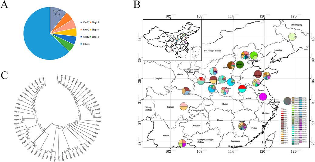 Frontiers | Identification of Salvia miltiorrhiza germplasm Frontiers | Identification of Salvia miltiorrhiza germplasm