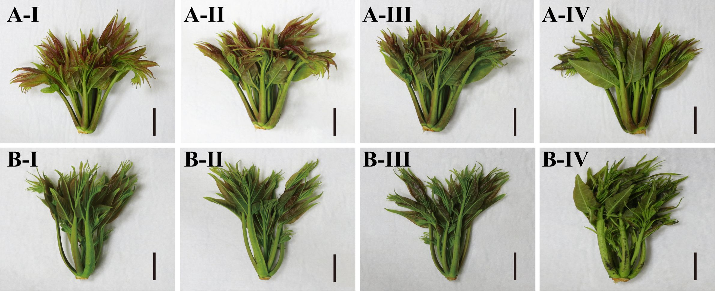 Eight bundles of plant shoots are arranged in two rows. The top row, labeled A-I to A-IV, shows varied density and leaf openness. The bottom row, labeled B-I to B-IV, displays a similar progression with slight differences in the leaf and shoot arrangement. Each image is marked with a black scale bar indicating size.