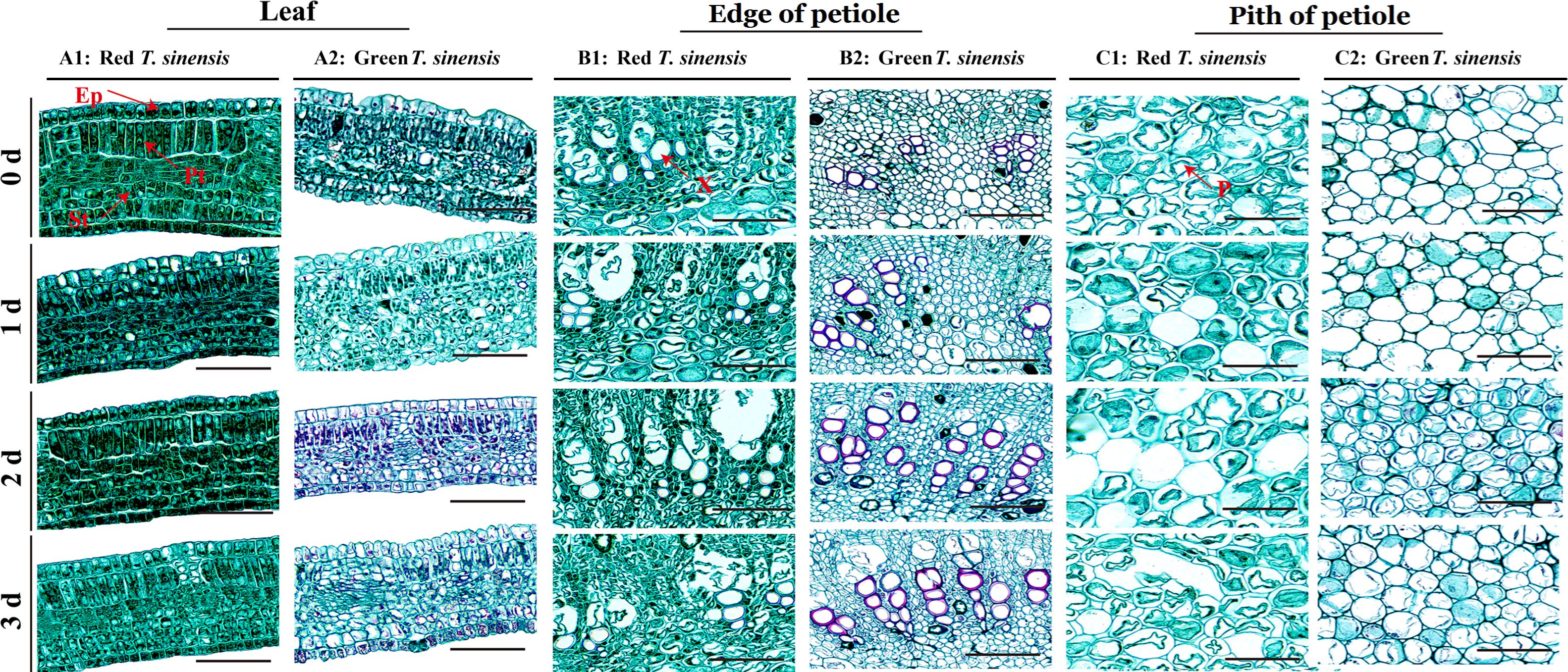 Microscopic images show cross-sections of leaf, edge of petiole, and pith of petiole from Red and Green T. sinensis over several days. The images highlight different cellular structures and features, such as epidermis and pith, marked by letters and arrows, illustrating changes over time and between the two types.