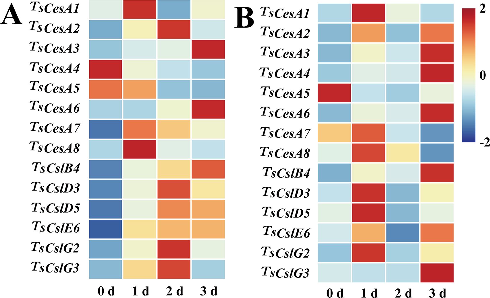 Heat map of gene expression levels for TsCes and TsCsl genes over four time points: 0 days, 1 day, 2 days, and 3 days. Panel A shows expression patterns for multiple genes, where colors indicate expression levels from low (blue, -2) to high (red, 2). Panel B focuses on a subset of these genes, displaying similar color gradations across corresponding time points.