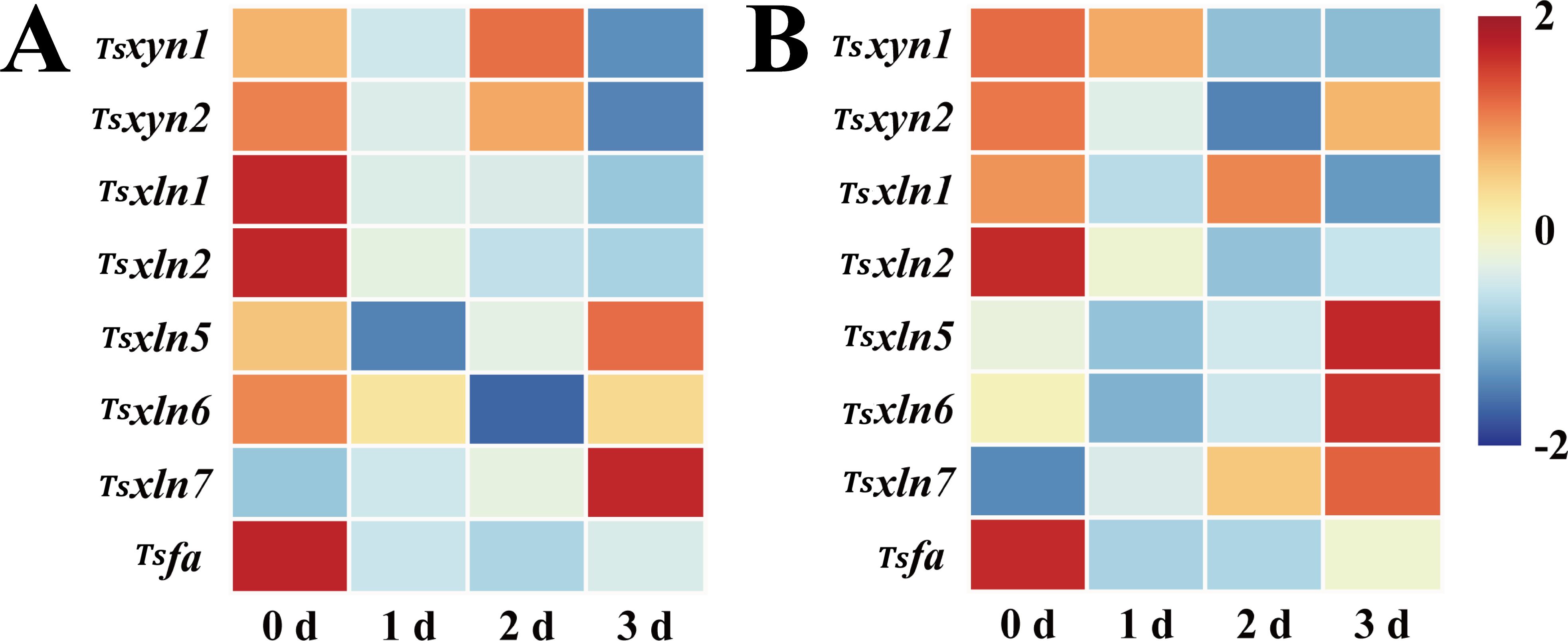 Heat map comparing gene expression levels of Tsxyn1, Tsxyn2, Tsxln1, Tsxln2, Tsxln5, Tsxln6, Tsxln7, and Tsfa across four time points (0, 1, 2, 3 days). Panel A and B show varying intensity of colors from red to blue, indicating expression levels. A color gradient bar represents values from two to negative two.