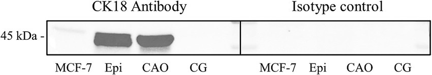 www.frontiersin.org