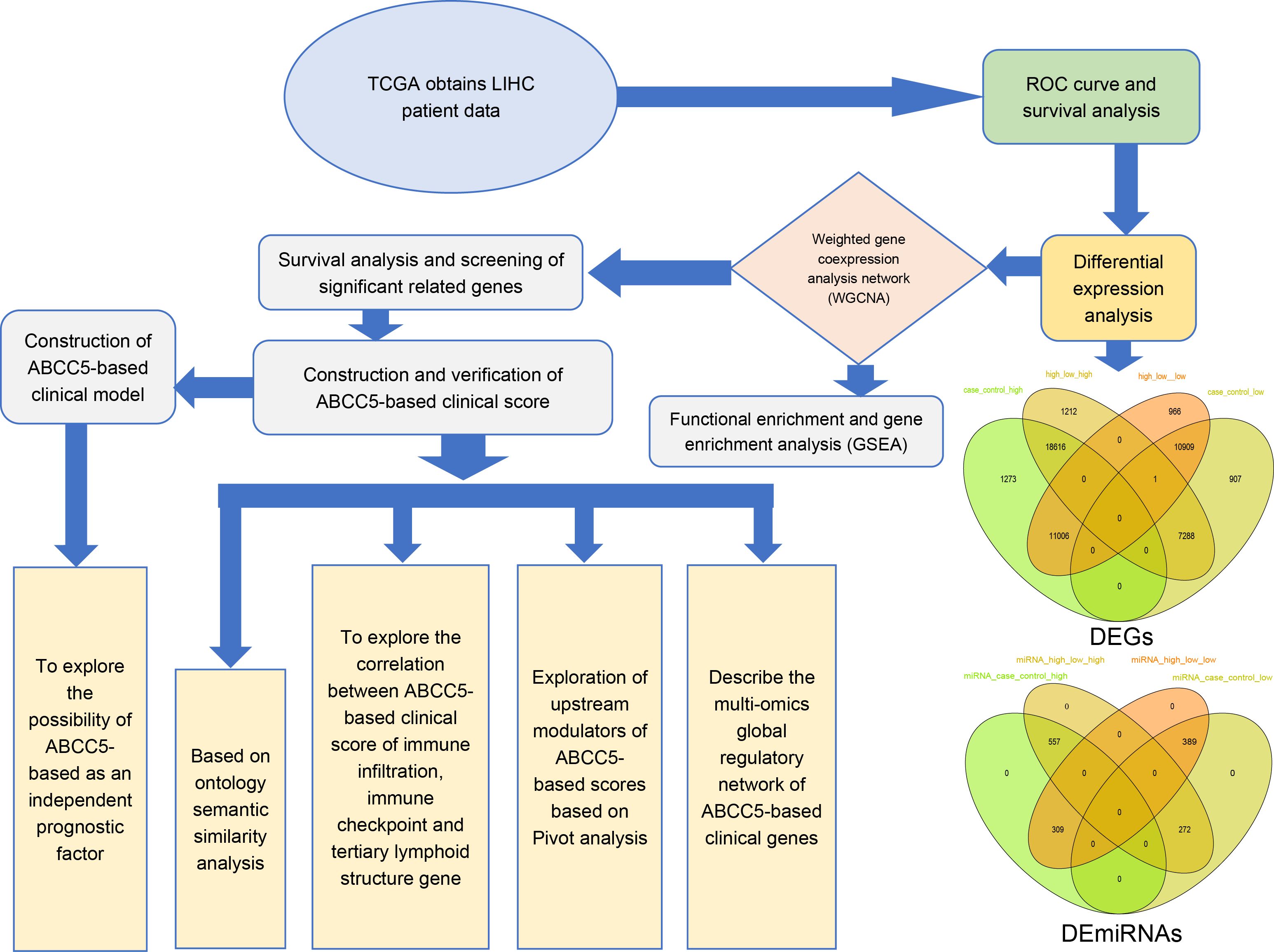 Flowchart illustrating the process of analyzing TCGA LIHC patient data. It includes steps like survival analysis, gene screening, and constructing an ABCC5-based clinical score. The chart shows connections between different analyses such as WGCNA, differential expression analysis, and GSEA. It concludes with exploration of prognostic factors, immune correlations, modulators, and regulatory networks. Includes two Venn diagrams detailing DEGs and DEmiRNAs intersections.