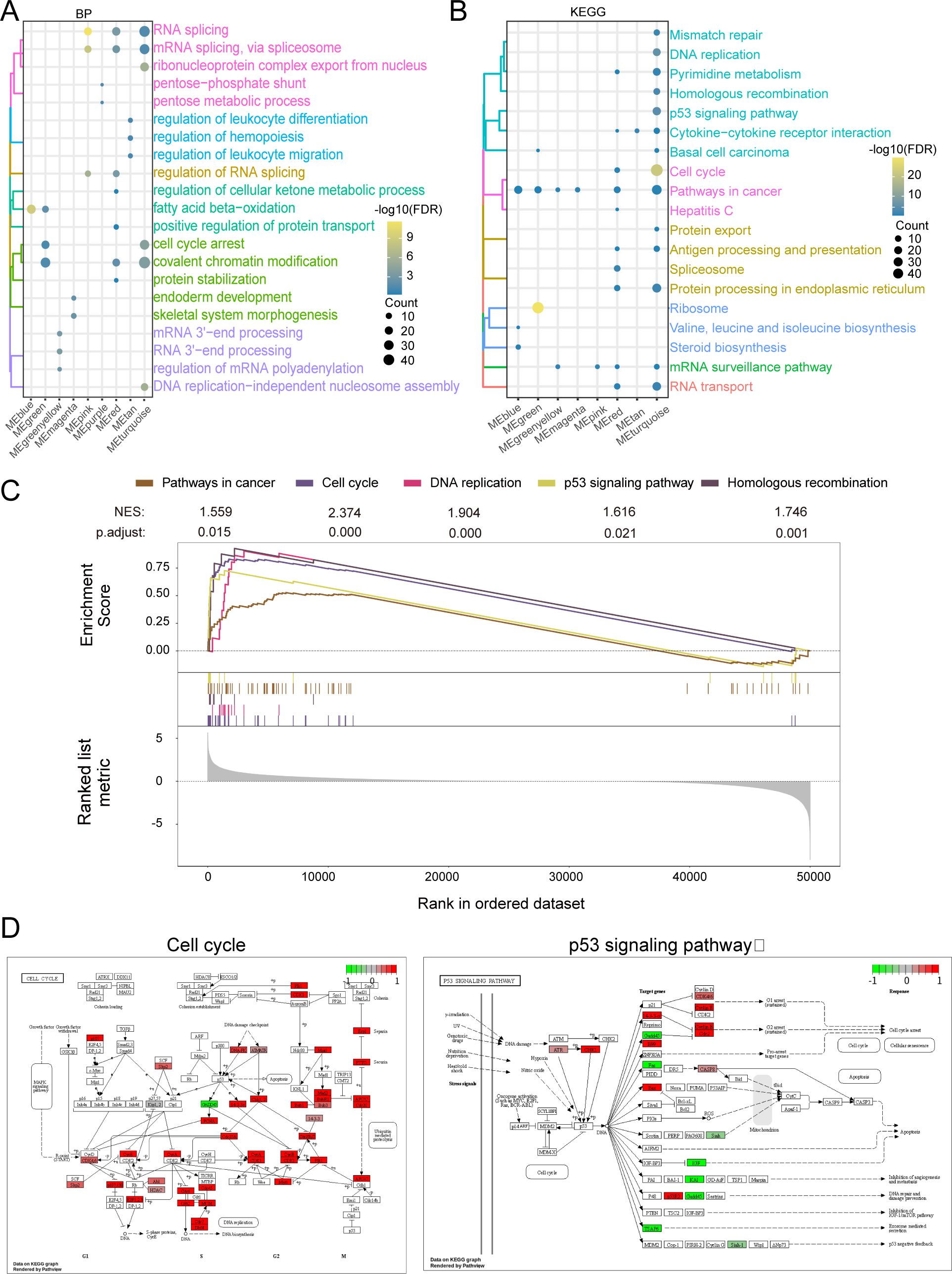 Composite image with four panels. Panel A and B are dot plots: A shows biological processes, B shows KEGG pathways, both with color codes representing various cellular processes and -log10(FDR) values. Panel C displays line graphs for pathway enrichment scores and adjusted p-values for pathways like cell cycle and p53 signaling. Panel D includes diagrams of the cell cycle and p53 signaling pathways, highlighting affected areas in red and green.