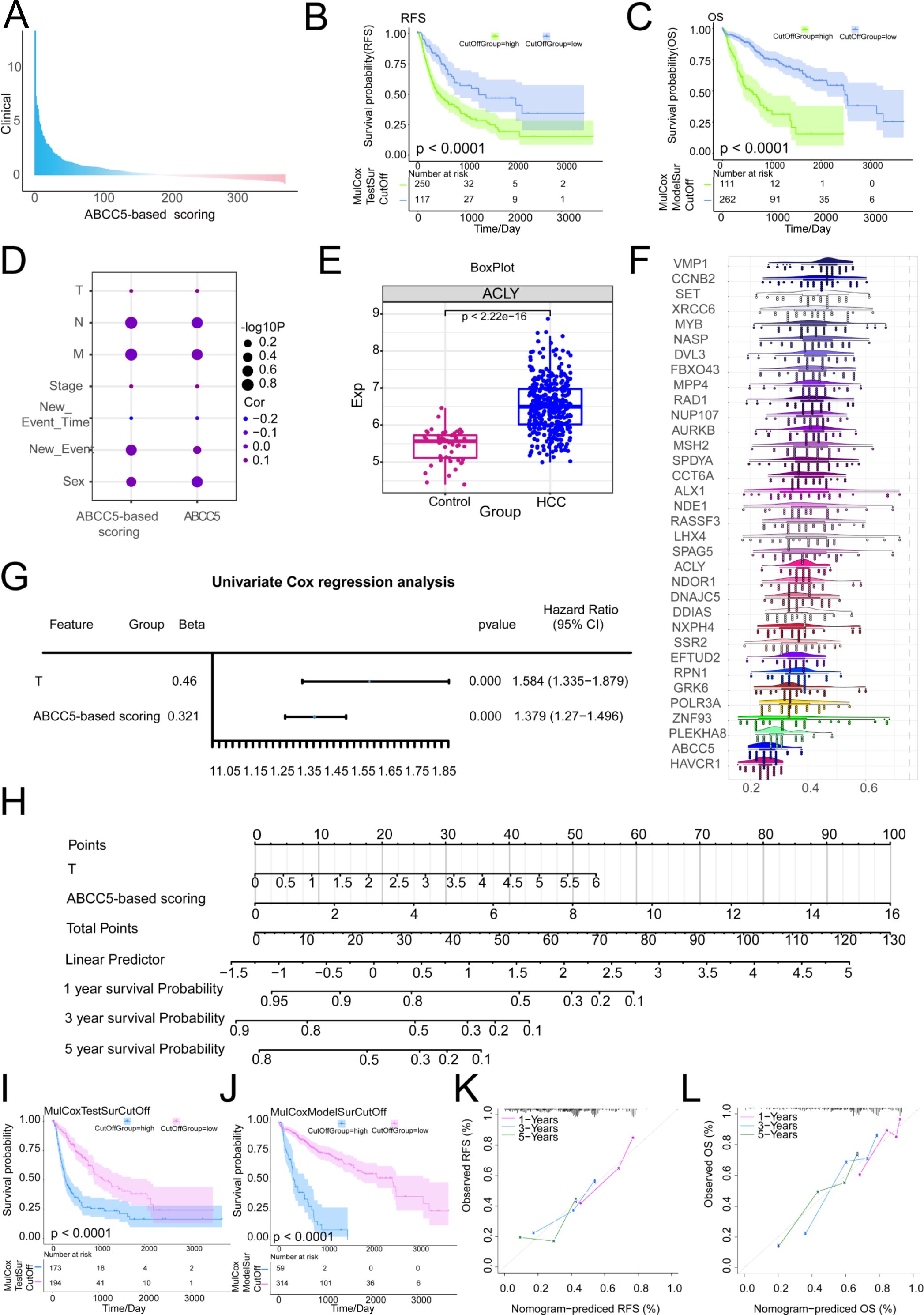 Composite image containing several charts and plots related to ABCC5-based scoring and its correlation with survival probabilities in medical research. Panel A shows a line graph, Panels B and C depict survival probability curves, Panel D presents a correlation dot plot, Panel E includes a boxplot comparing ACLY expression between control and HCC groups, Panel F features a bar graph of various genes, Panel G displays a univariate Cox regression analysis, Panel H contains a nomogram for survival prediction, and Panels I to L show survival curves and corresponding nomogram calibration plots.