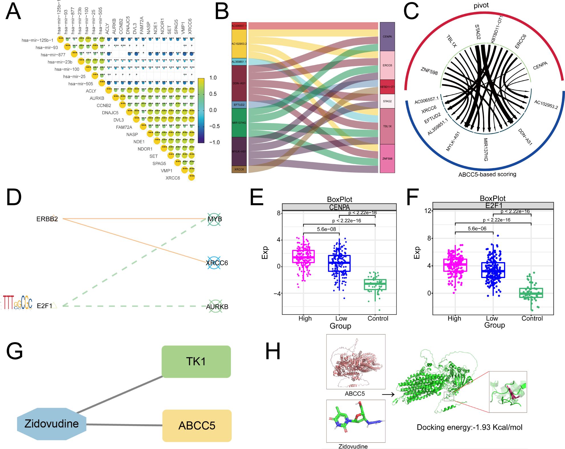 A composite image illustrating various scientific data visualizations and diagrams. A: A triangular correlation heatmap displaying relationships between different genes and microRNAs. B: A Sankey diagram showing the flow between multiple factors or categories. C: A circular diagram depicting network connections based on ABCC5 scoring, highlighting gene interactions. D: A network graph illustrating connections between specific genes such as ERBB2, MYB, and XRCC6, linked via motifs or pathways. E and F: Box plots comparing expression values (Exp) of CENPA and E2F1 across high, low, and control groups, with statistical significance indicated. G: A network diagram linking Zidovudine with TK1 and ABCC5. H: Protein docking illustration, showing ABCC5 and Zidovudine interaction, with docking energy noted as -1.93 Kcal/mol.